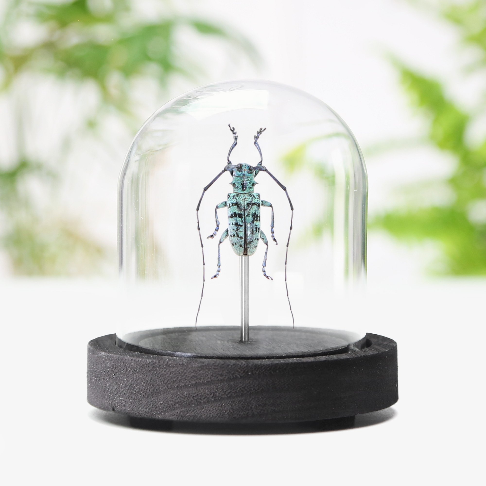 blue-longhorn-beetle.jpg
