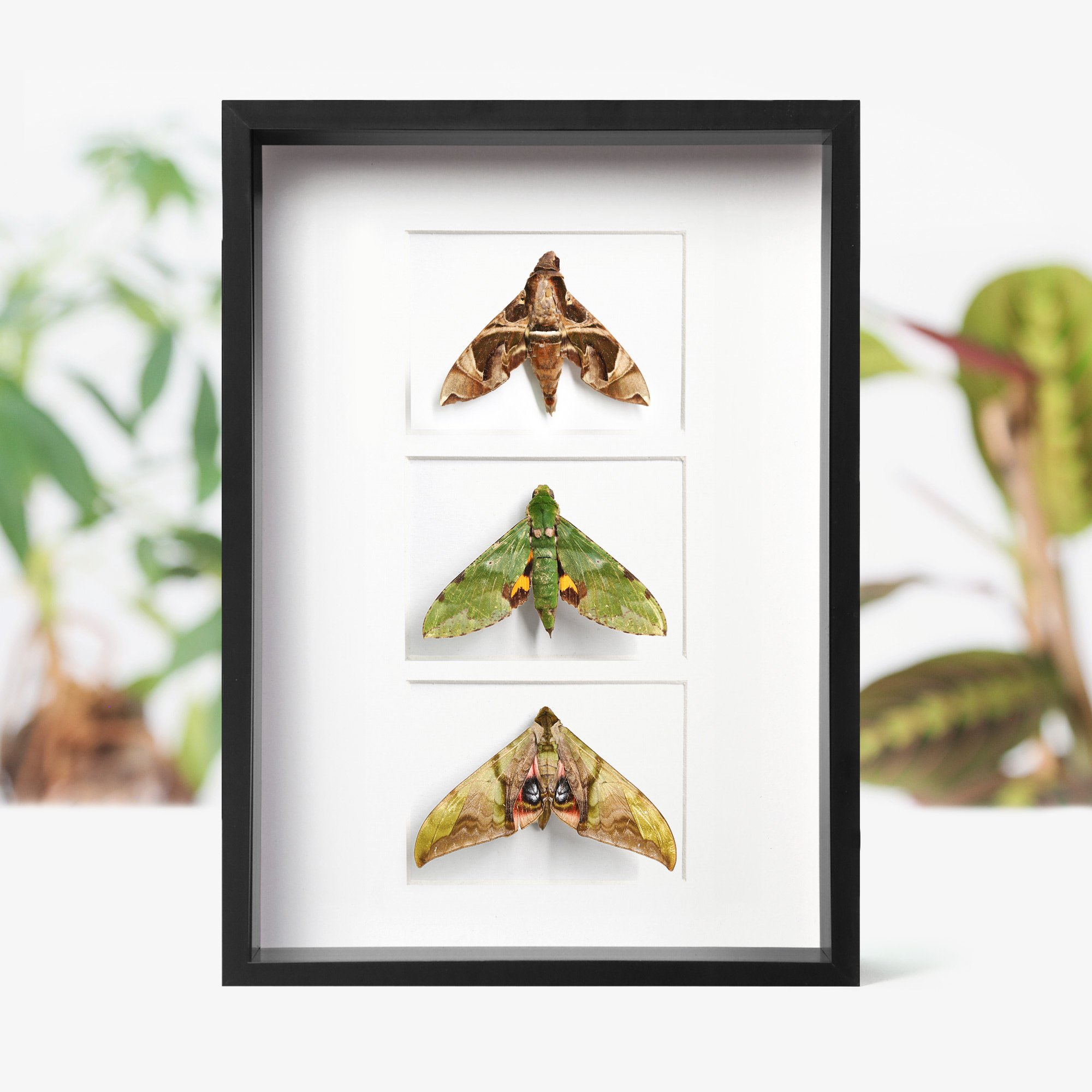 moth-trio.jpg