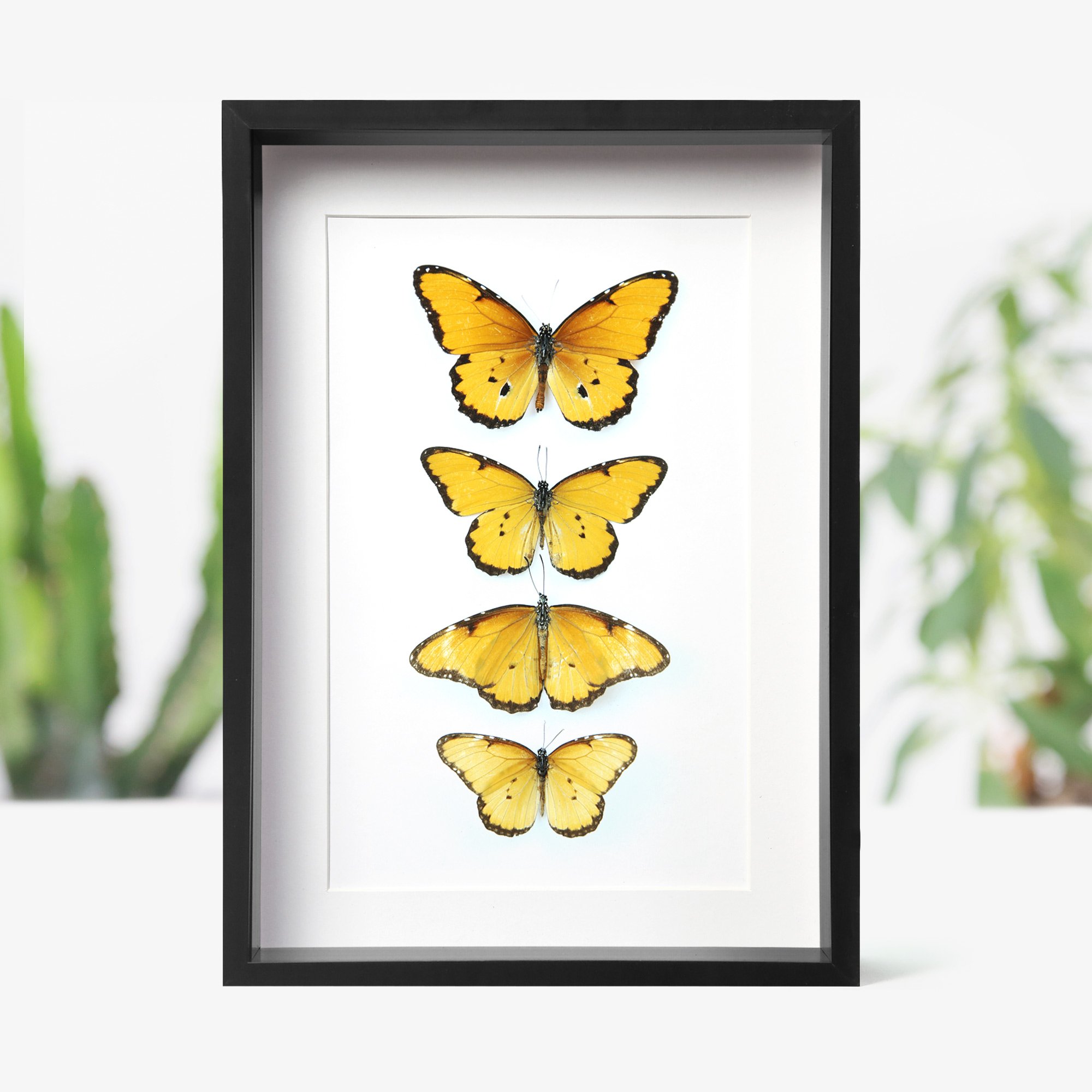 monarchs-in-flight.jpg