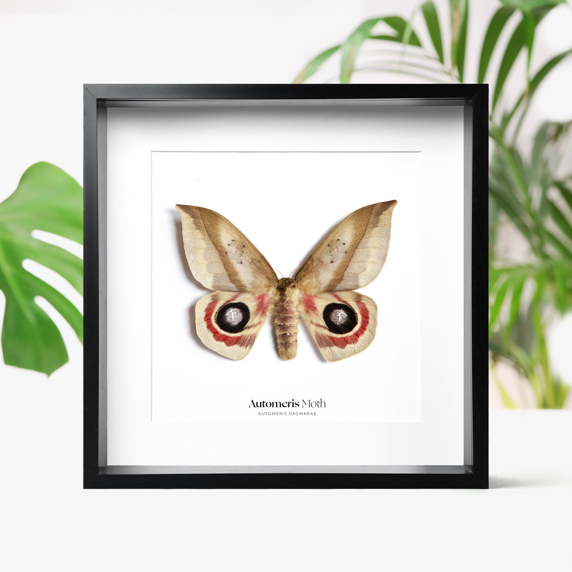 automeris-moth.jpg