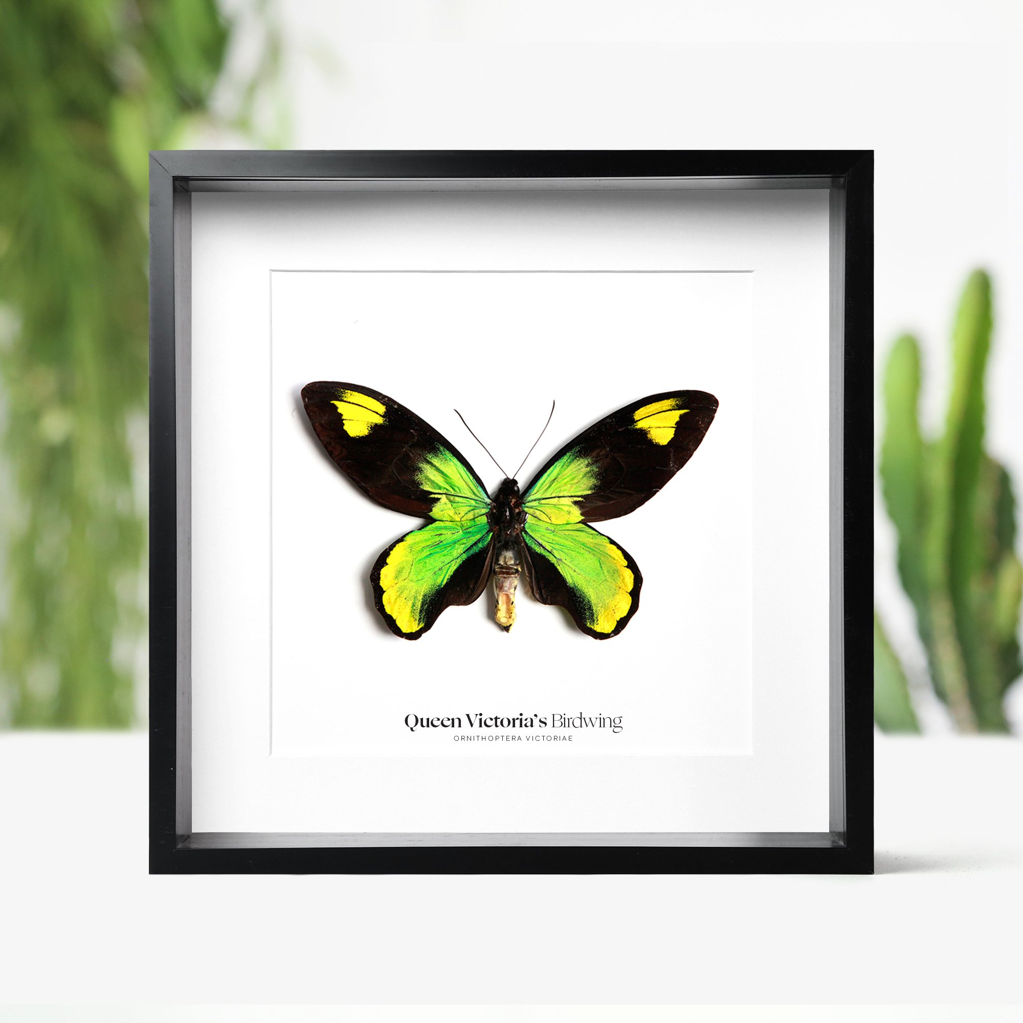 queen-victorias-birdwing.jpg
