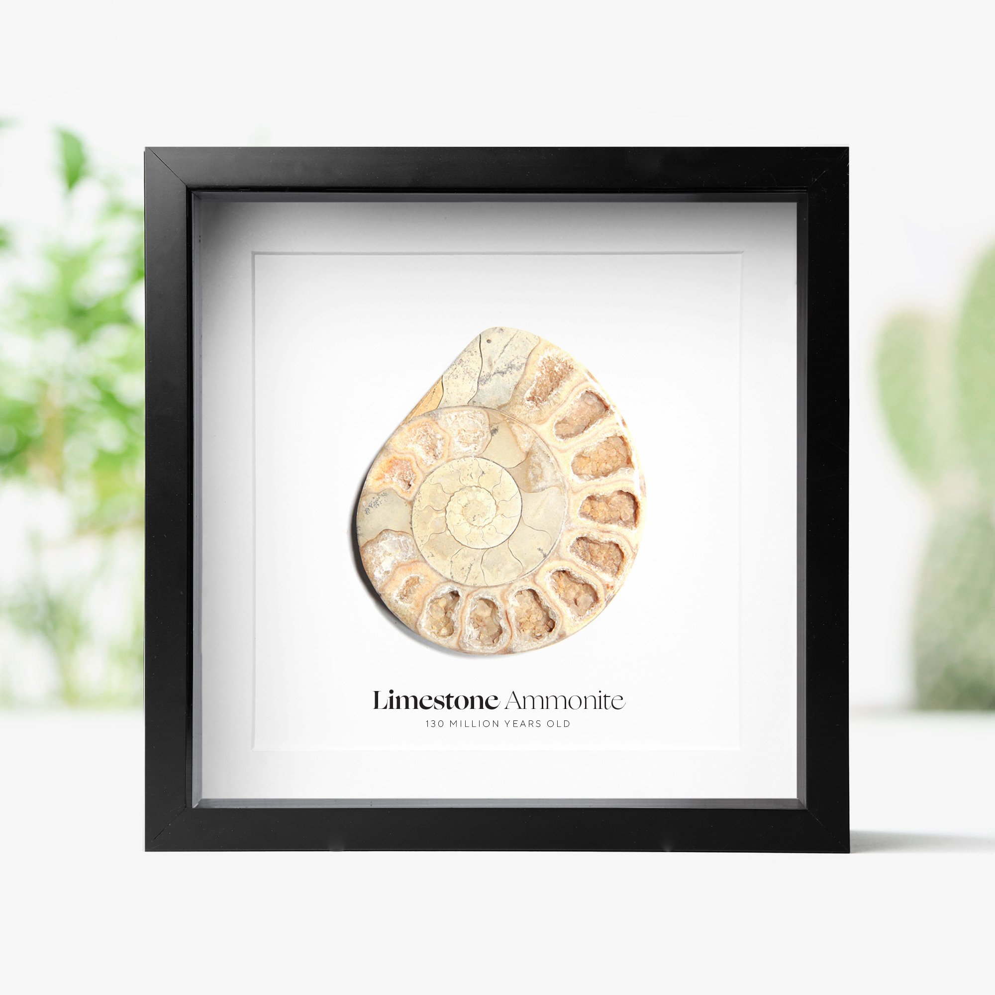 limestone-ammonite.jpg