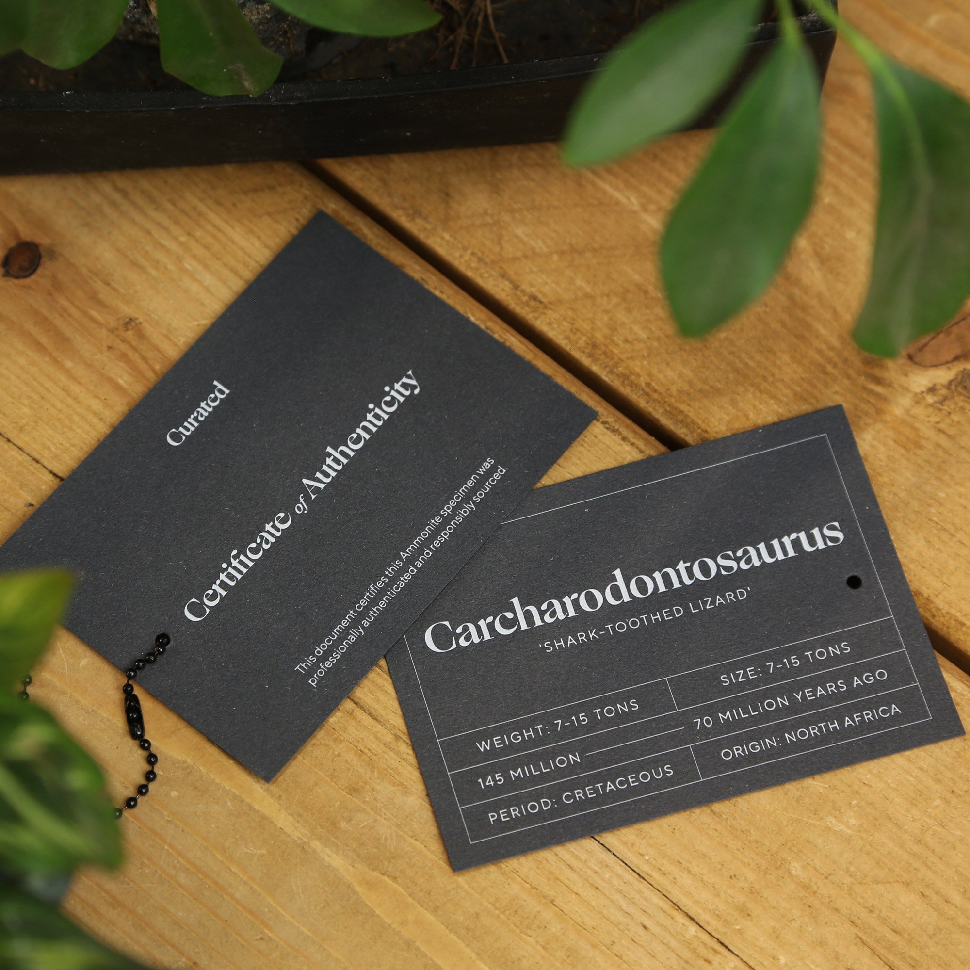 -Carcharodontosaurus-COA.jpg