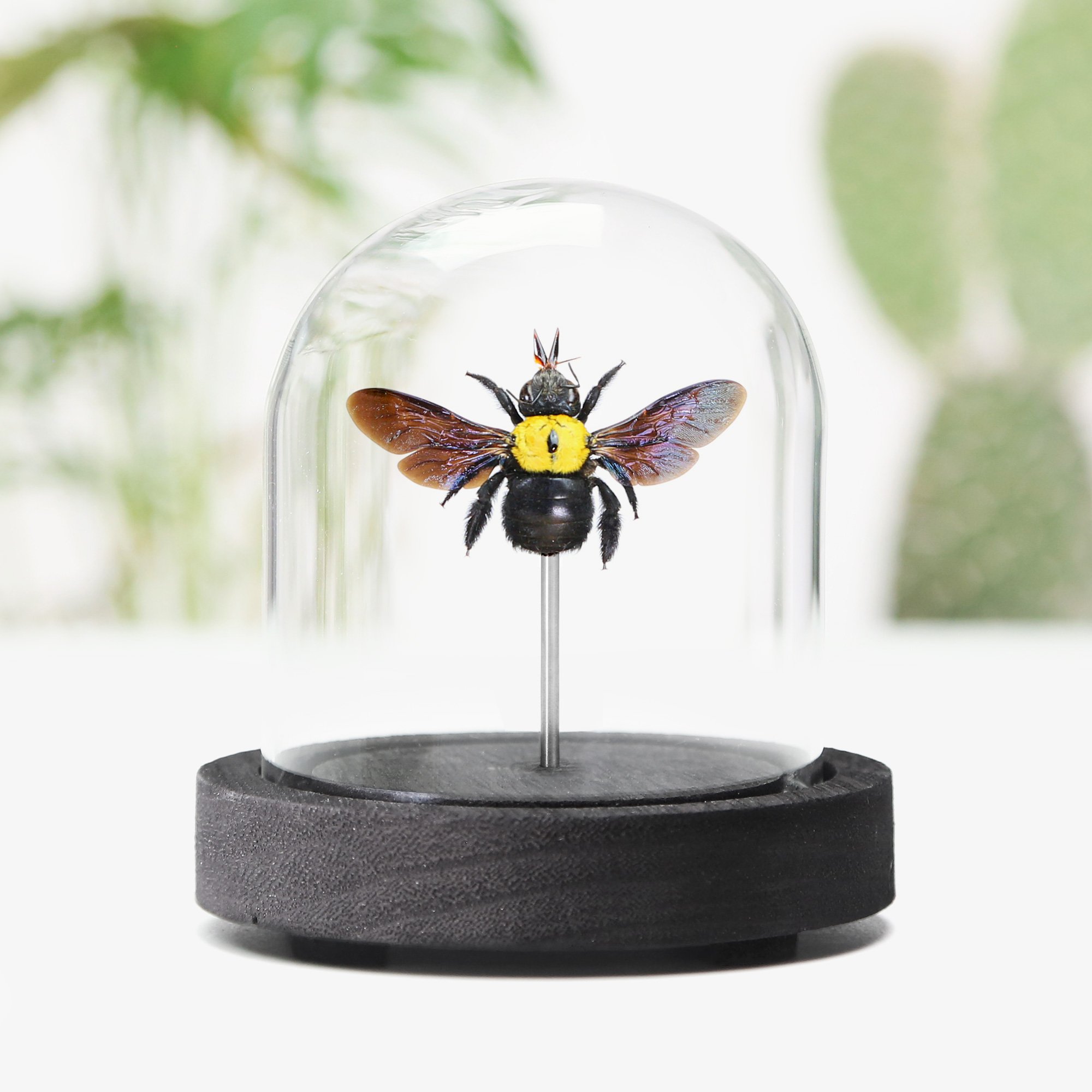 bee.jpg