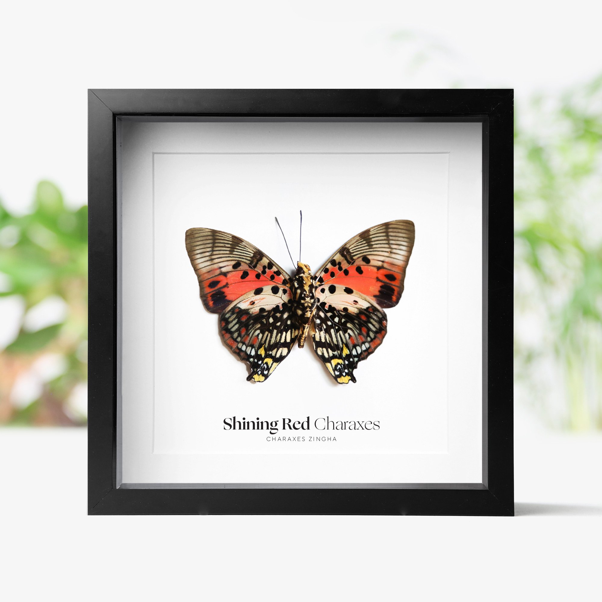 shining-red-charaxes.jpg