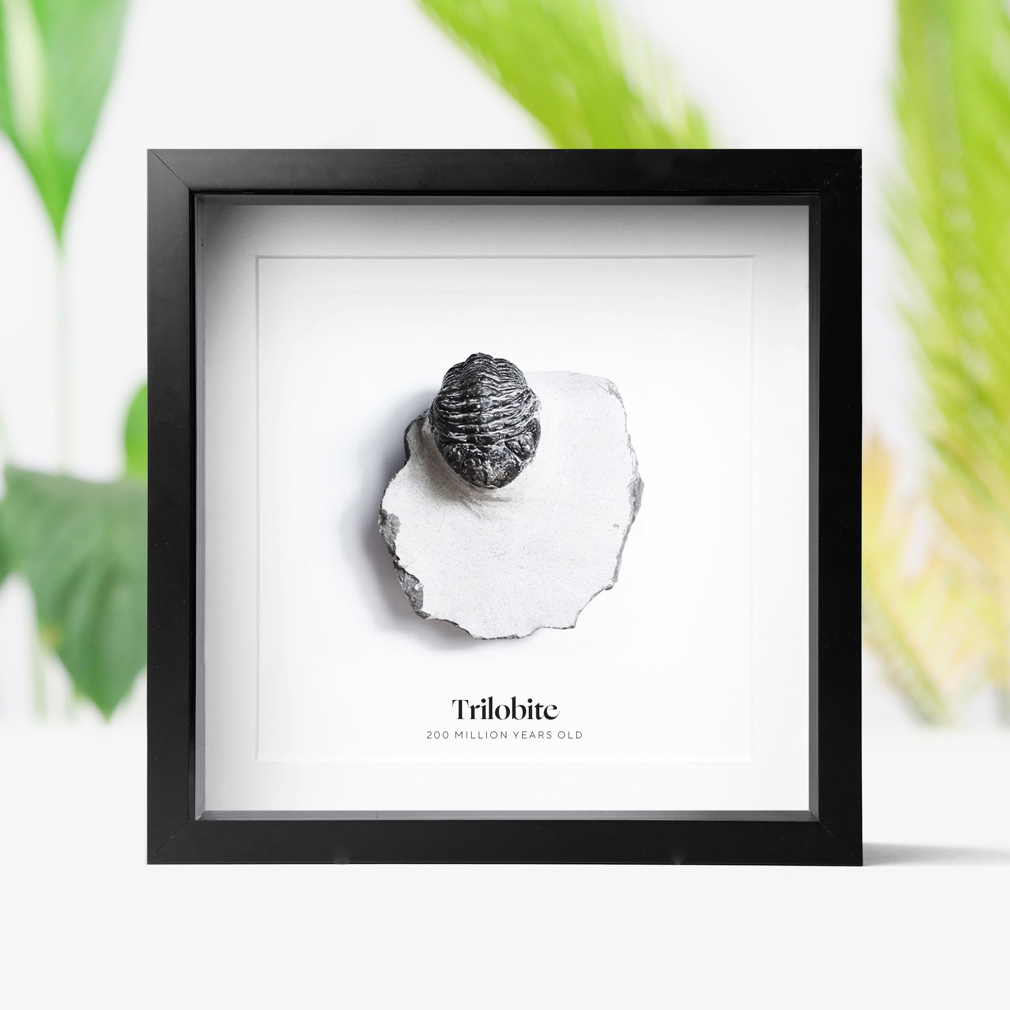 trilobite-.jpg