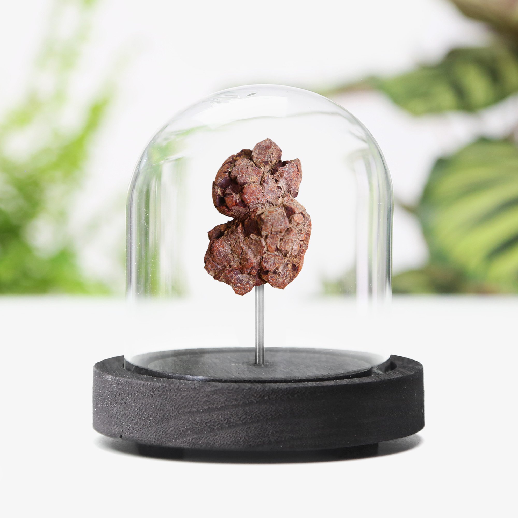 dino-dung.jpg