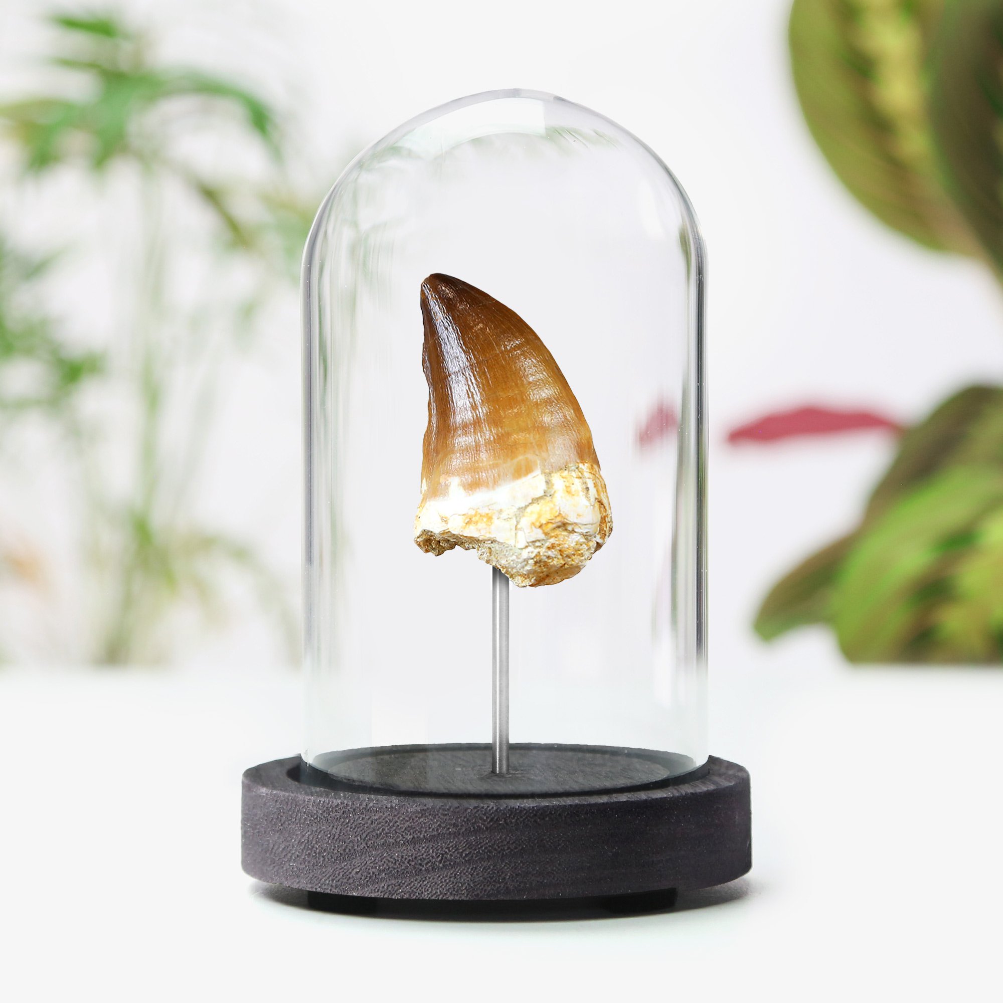 mosasaur-tooth.jpg