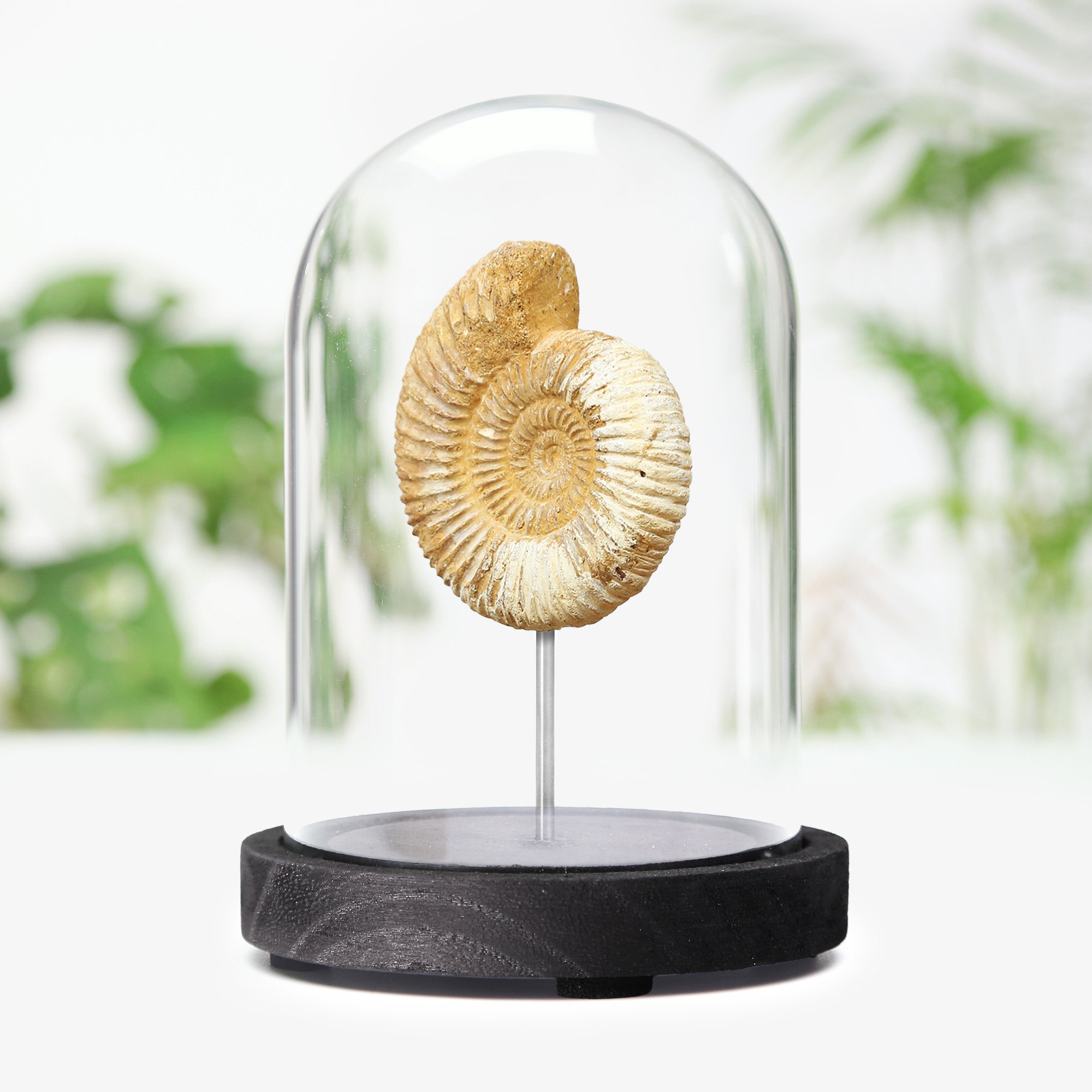limestone-ammonite.jpg