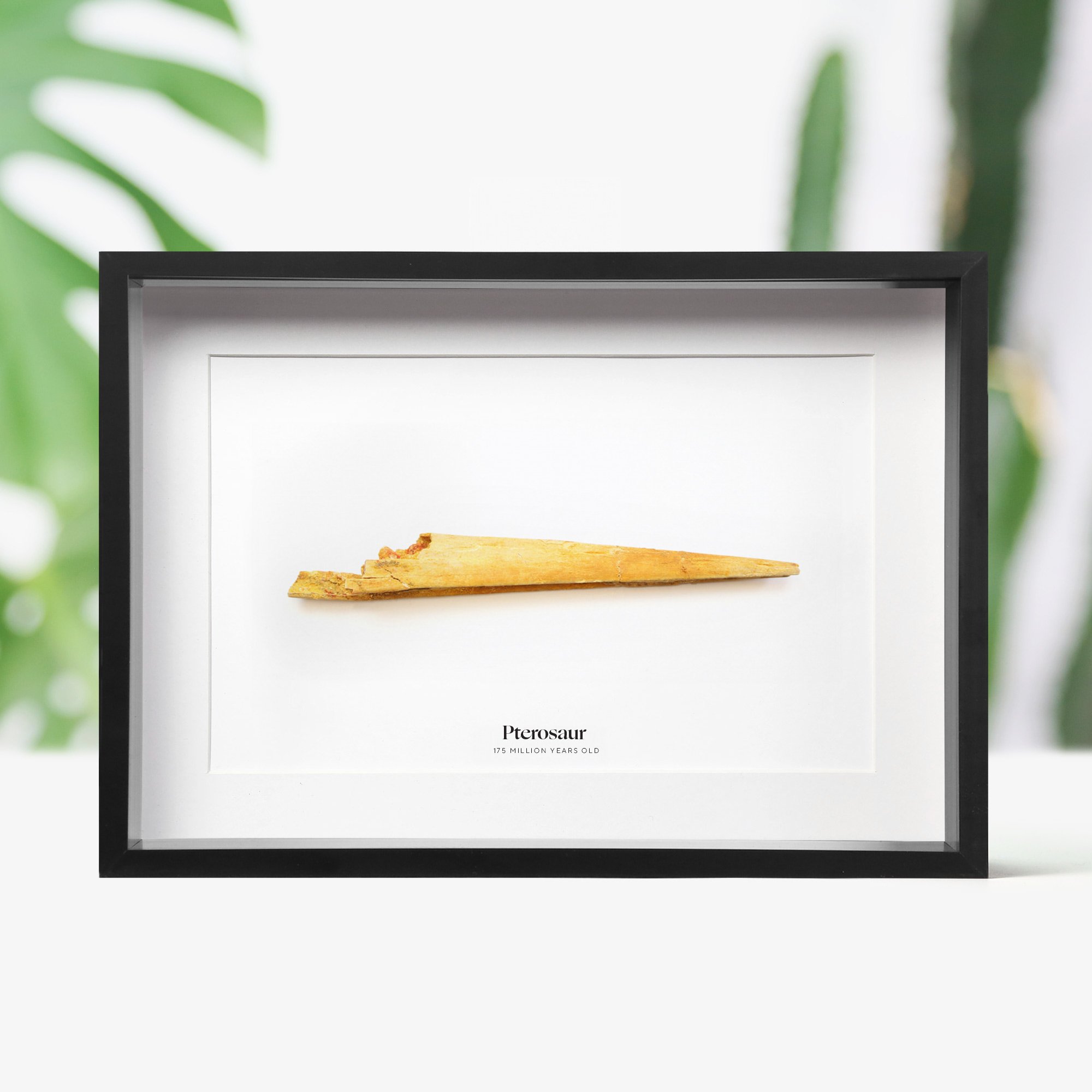pterosaur-beak-.jpg