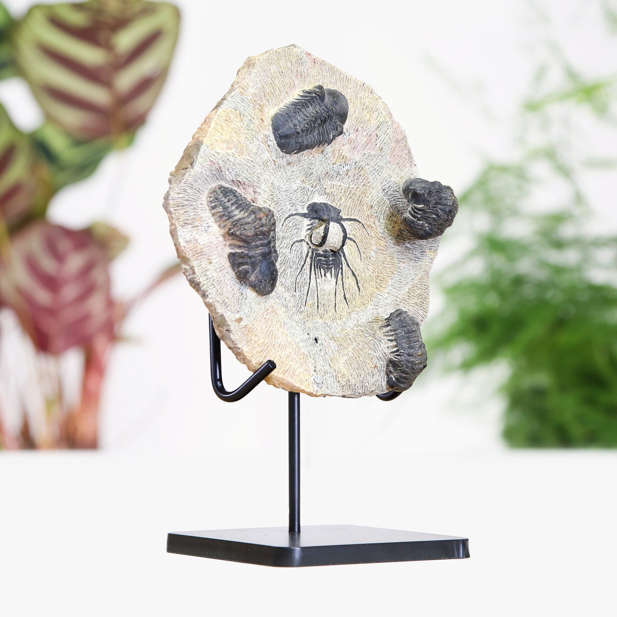 trilobite-collection.jpg