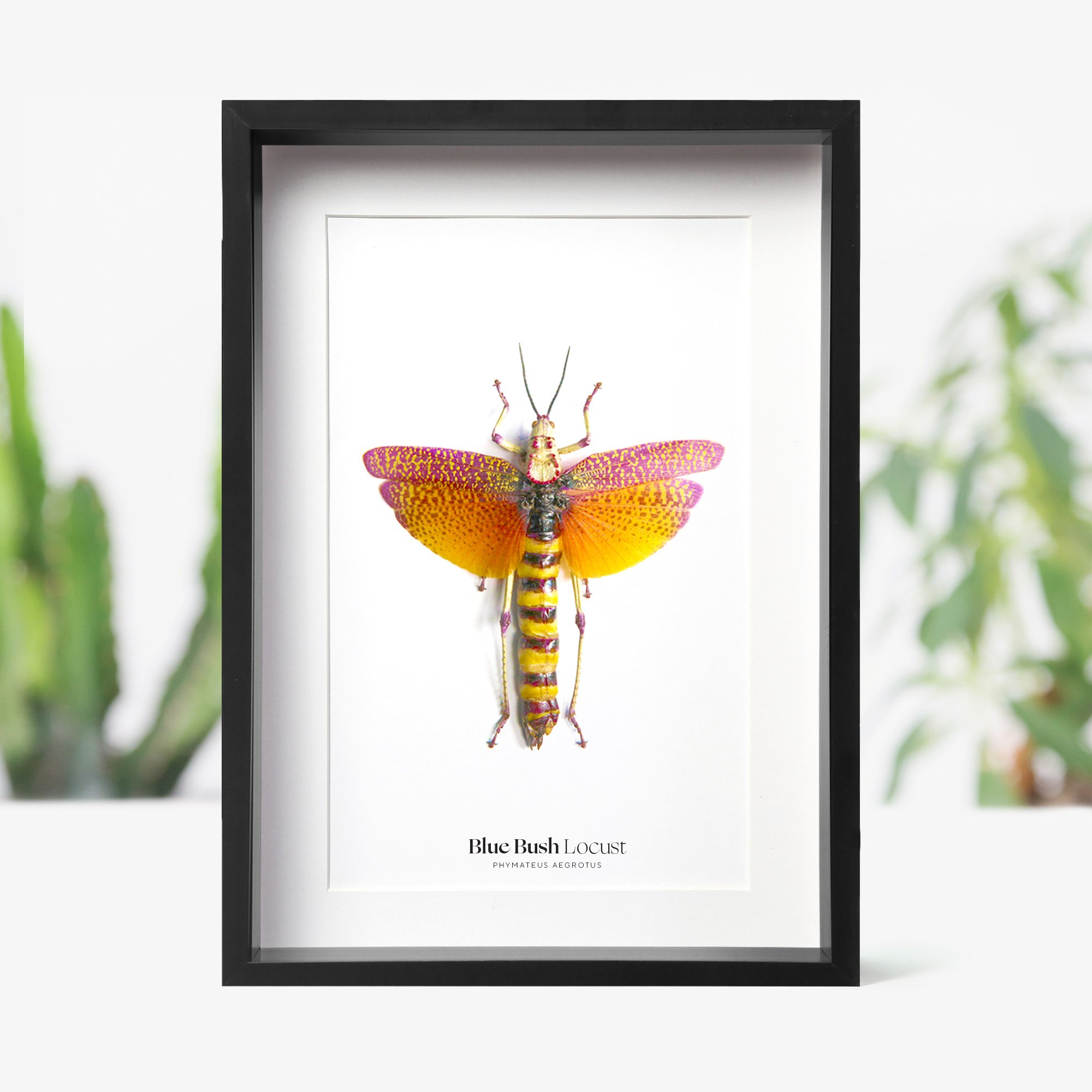 blush-bush-locust.jpg