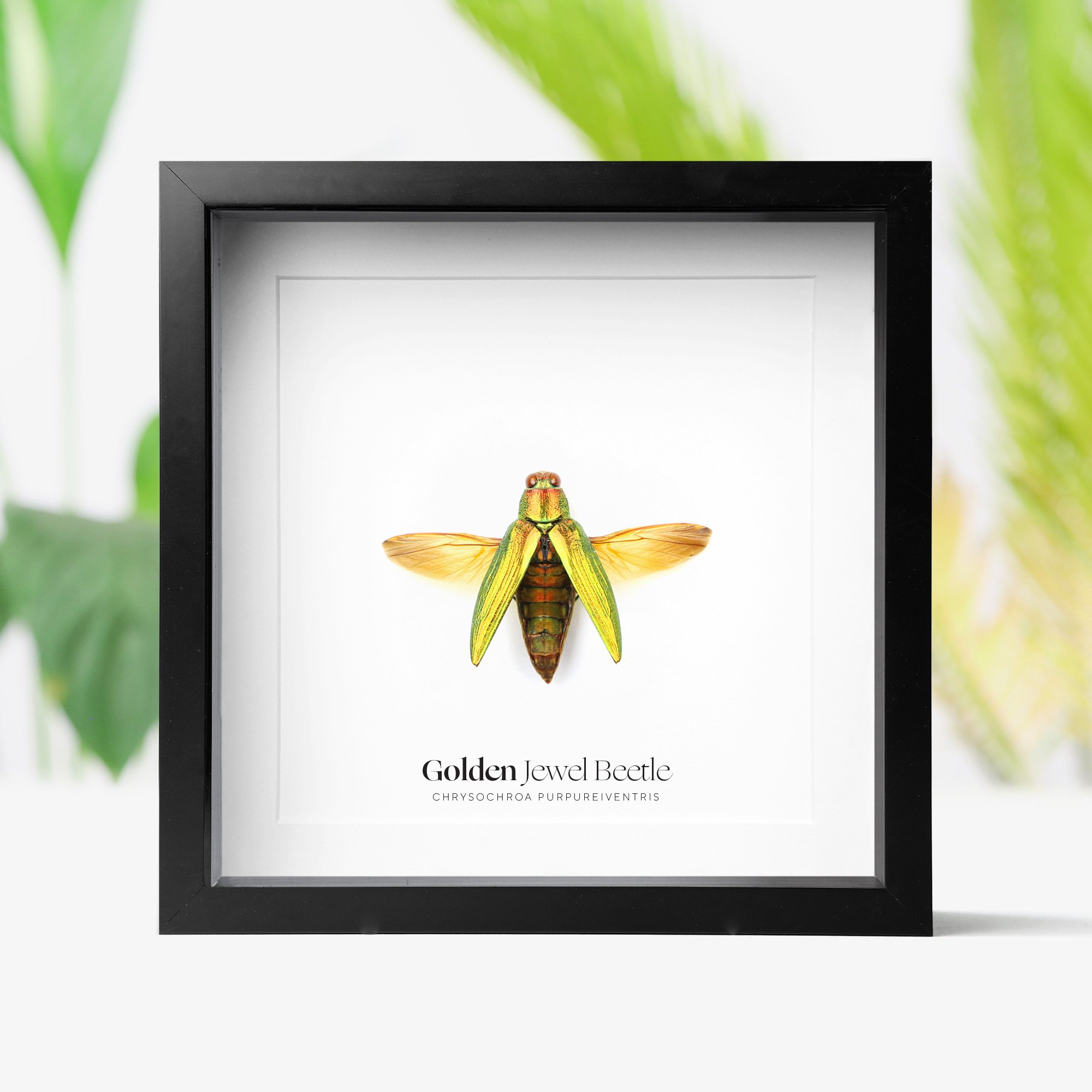 GOLDEN-JEWEL-BEETLE.jpg