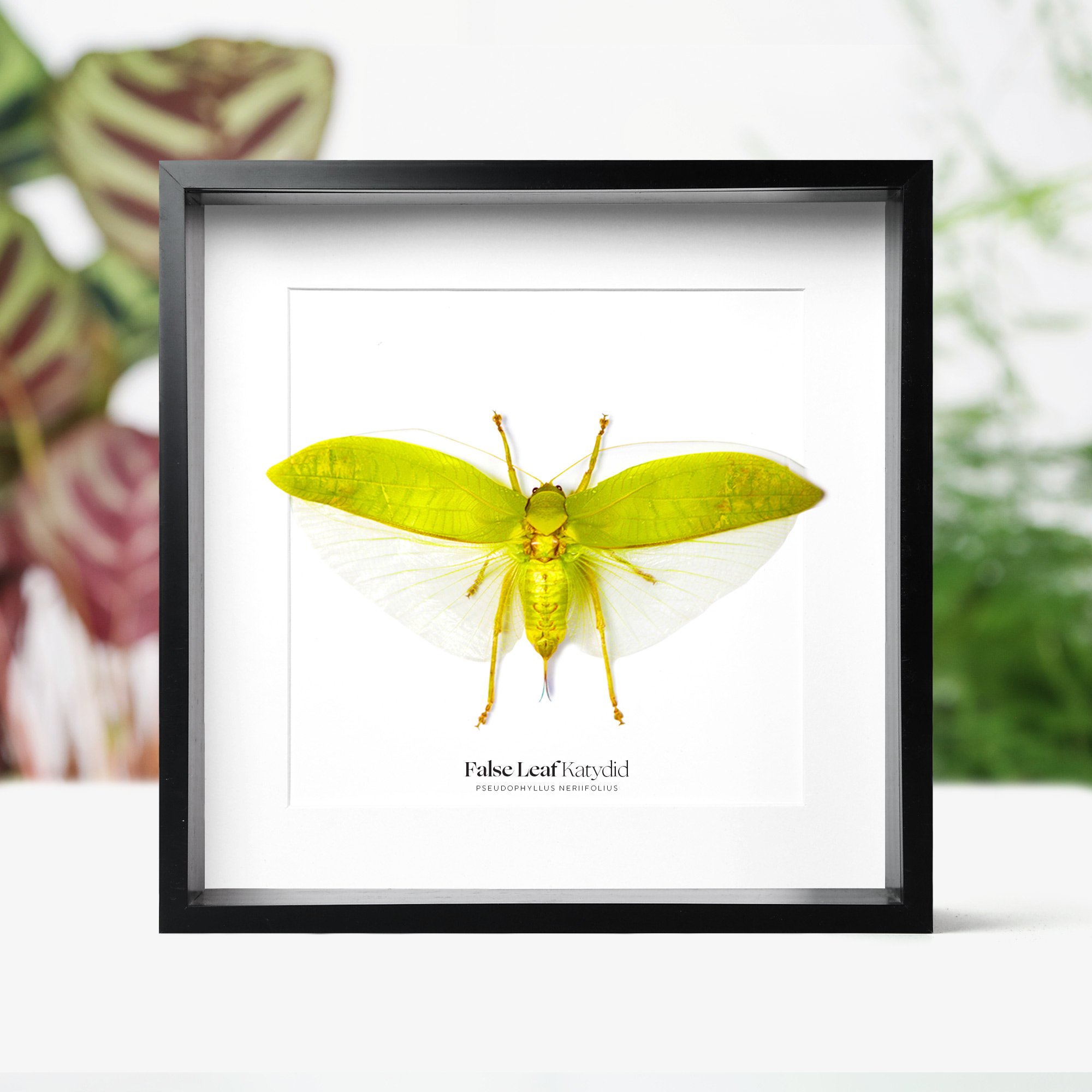 katydid.jpg