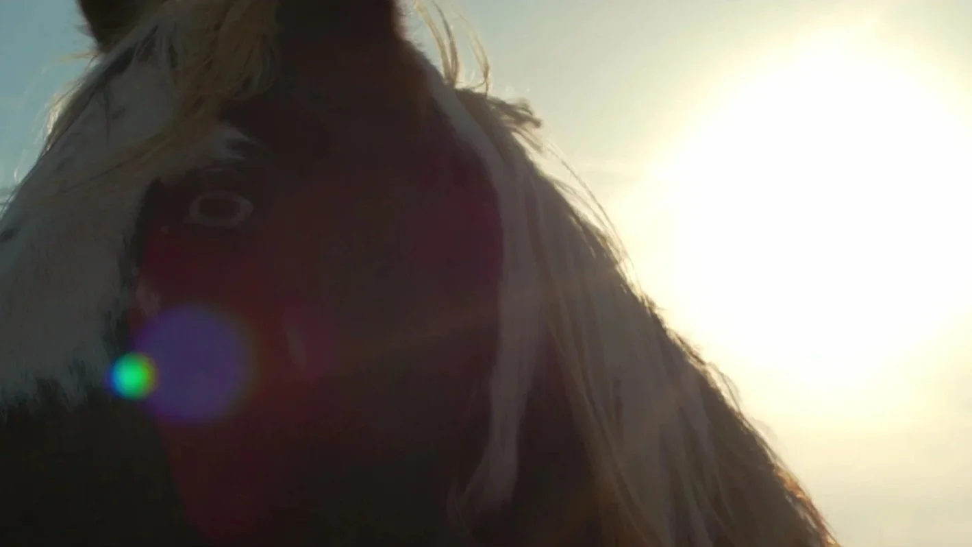 Steel Magnolia Horse Sanctuary Documentary