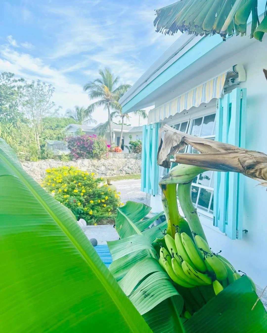 Banana’s banana!