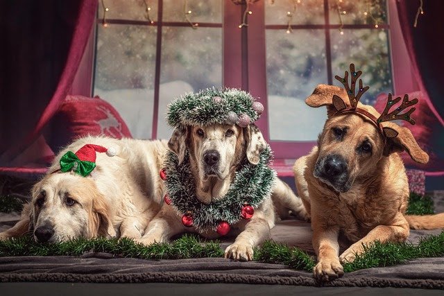 dogs with festive headbands