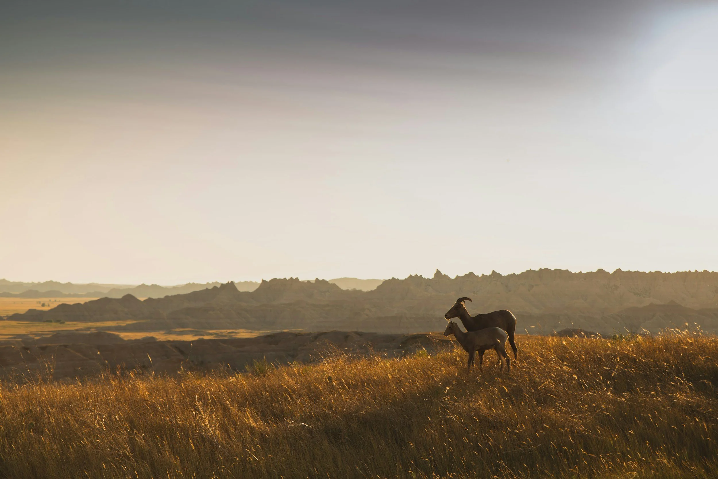 mom and baby long horned billy goats at dusk in the South Dakota badlands