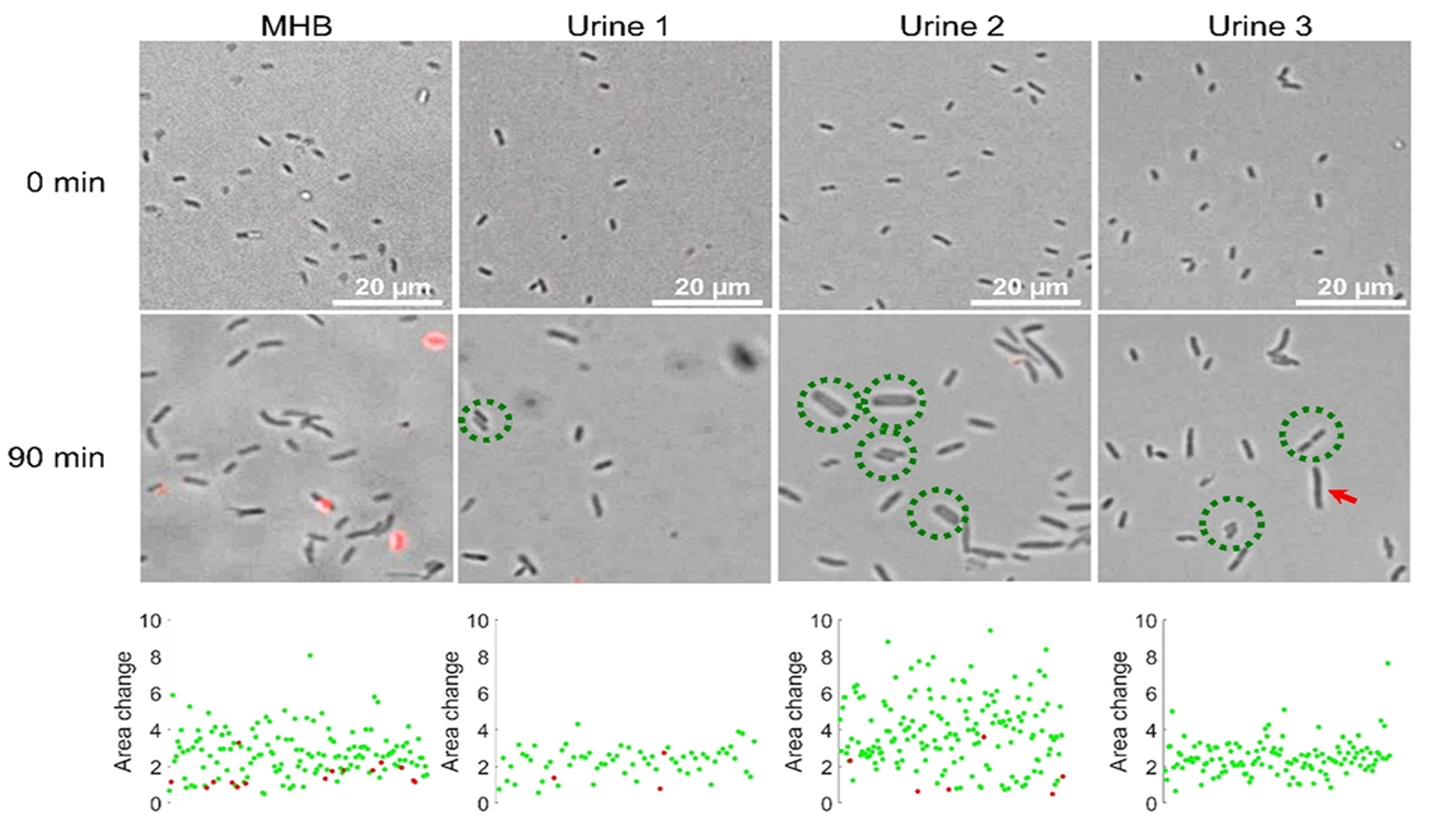 ML Morphological Analysis
