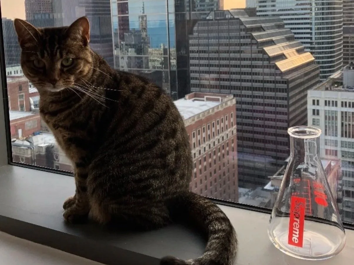 A tabby cat sitting on a window sill with a cityscape background, next to a glass laboratory flask marked with 'Supreme' in red.