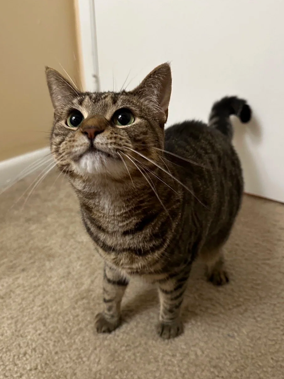 A gray tabby cat with green eyes looking up with a curious expression, standing on beige carpet near a white door.