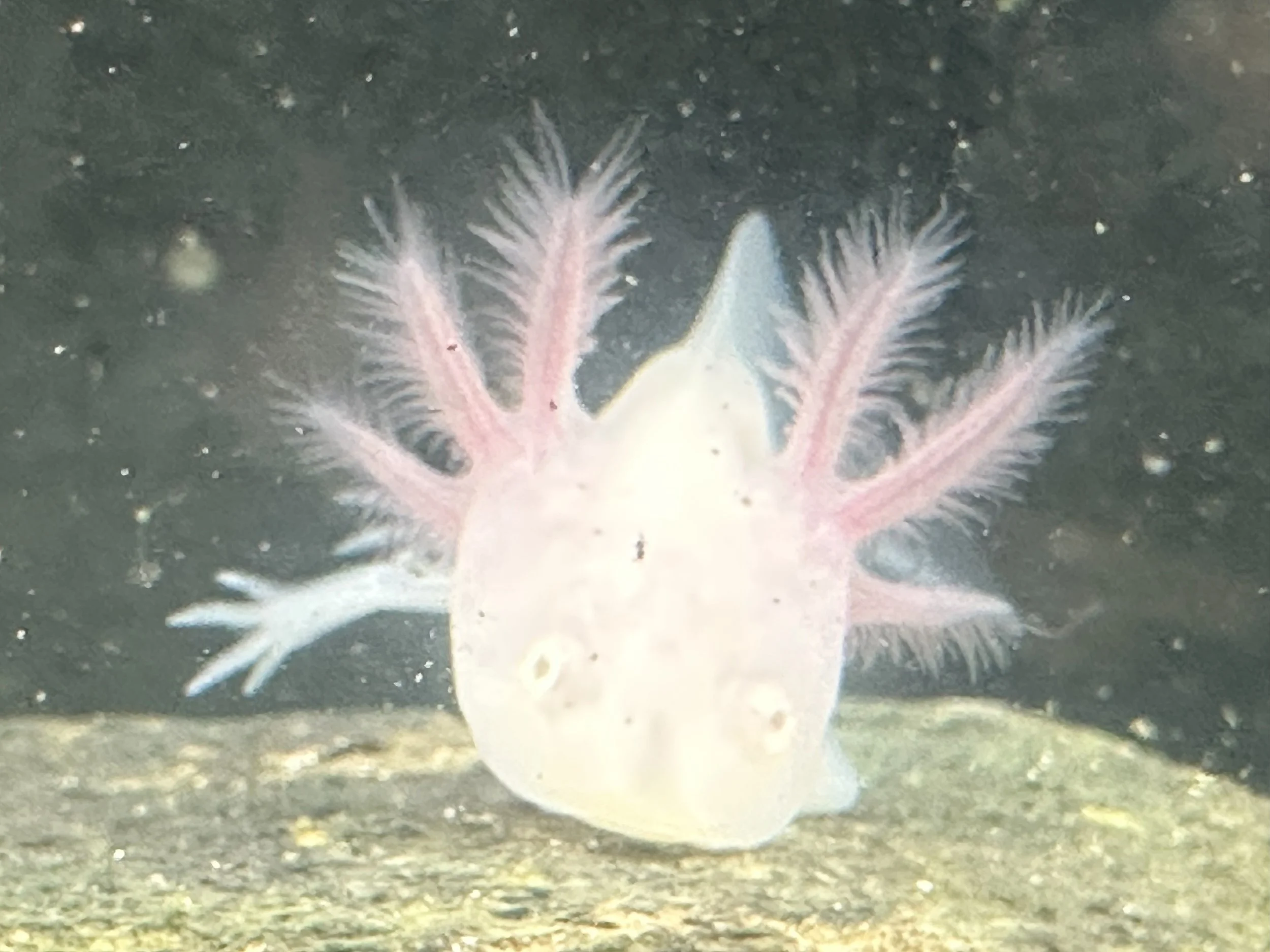Abino