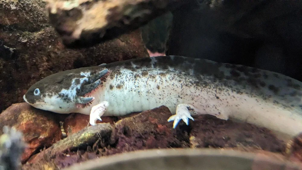 Understanding Axolotl Colors and Morphs Explained — Mountain