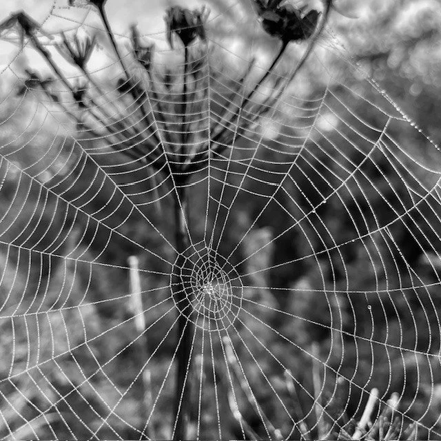 Black and white close-up of a spider web with dew drops