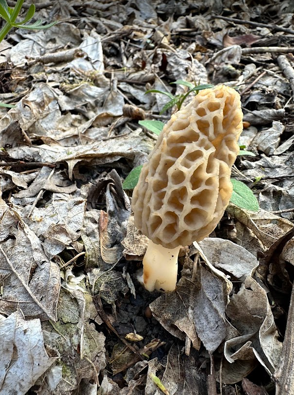 Morel - MO.png