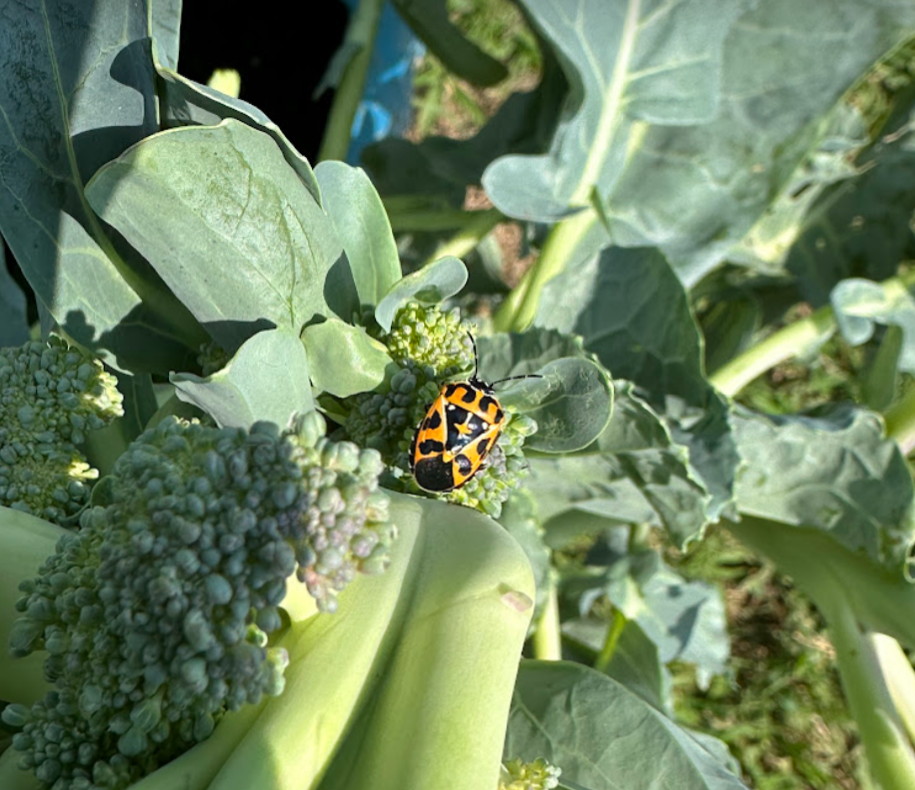 Stink Bug - MO.png
