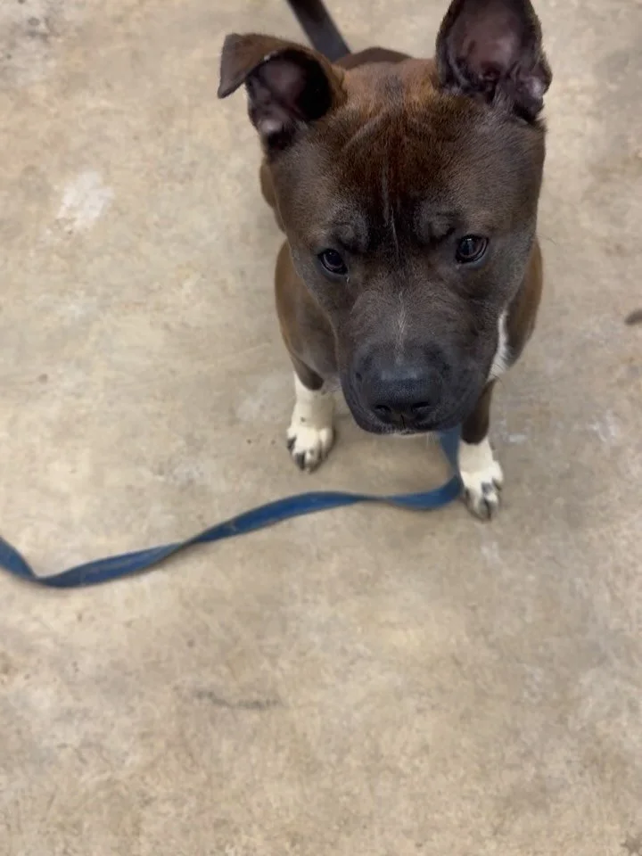 Meet Mick 🖤

One year old. Shepherd mix. And truly something special.

Mick is the kind of dog you don&rsquo;t just meet&hellip; you connect with.

He may be a little shy at first, taking a moment to take it all in with those thoughtful eyes, but on