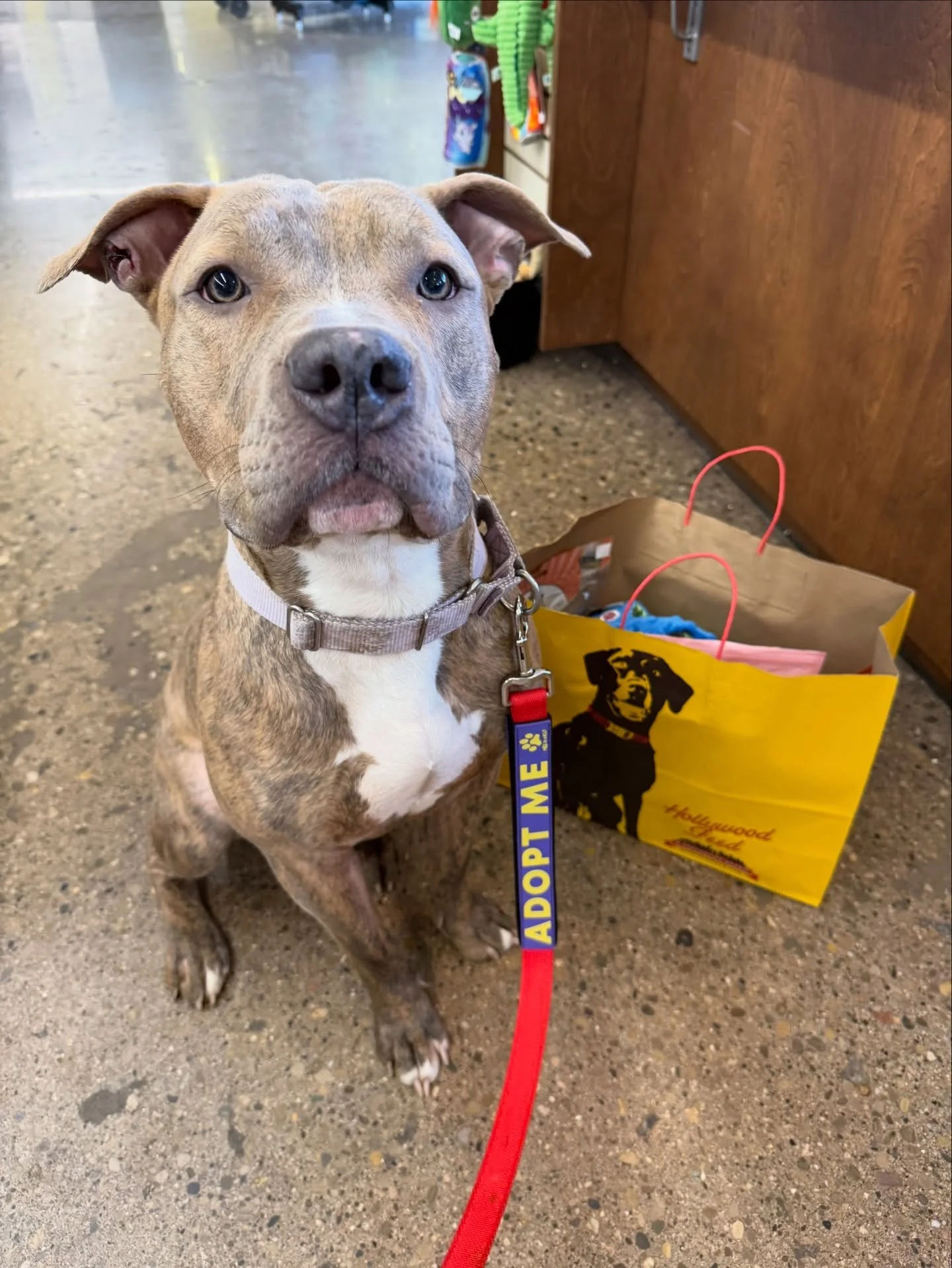 Rio is in the house! He is Housetrained, does well in a big crate, loves other dogs, lives with cats, and is the utmost perfect boy! Come meet him at Petsmart in Milford. We&rsquo;re here until 3pm.