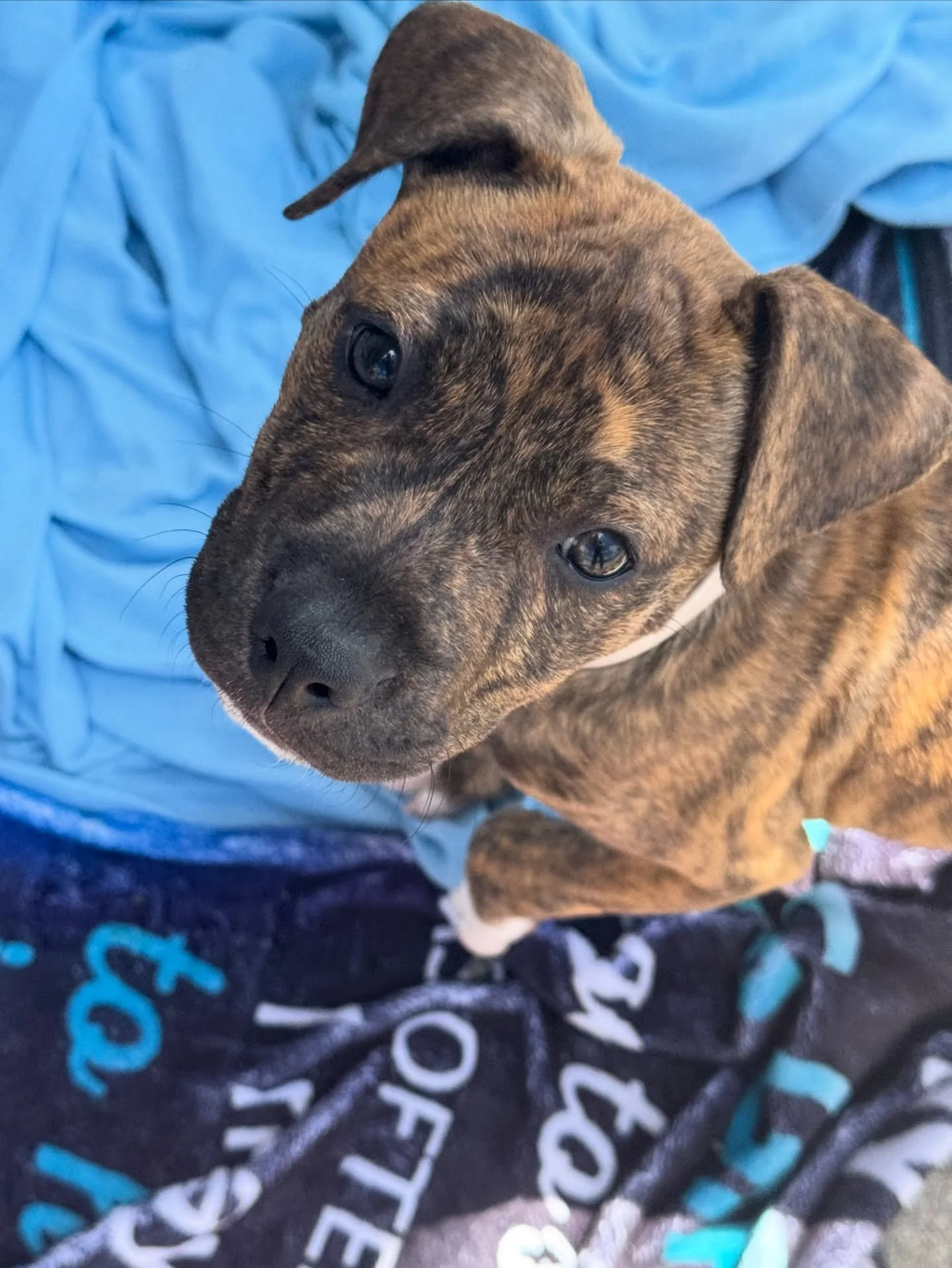 🎉 TODAY &mdash; ADOPTION EVENT IN MILFORD! PUPPIES INCLUDED! 🐾🐶

Looking for your new best friend? We&rsquo;ve got you covered &mdash; and yes, we brought puppies 😍

📍 PetSmart Milford

🕚 11:00 AM &ndash; 3:00 PM

We have adorable puppies AND i