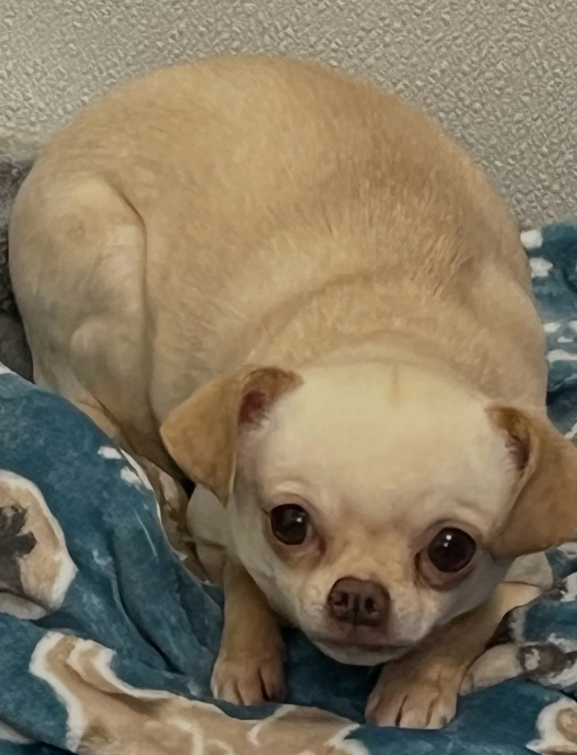 Come check out our new puppy and small dog friends at our event TODAY 11am-3pm at Petsmart in Milford: 245 Rivers Edge Dr in Milford, OH