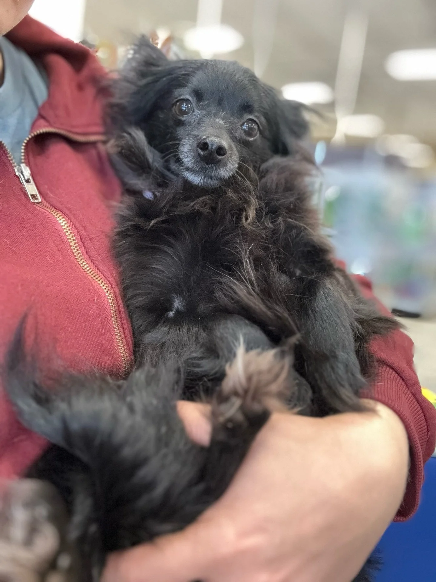 We&rsquo;re an hour into our small dog and puppy adoption event at Petsmart in Milford! We&rsquo;re here until 3 but these guys aren&rsquo;t gonna last long.