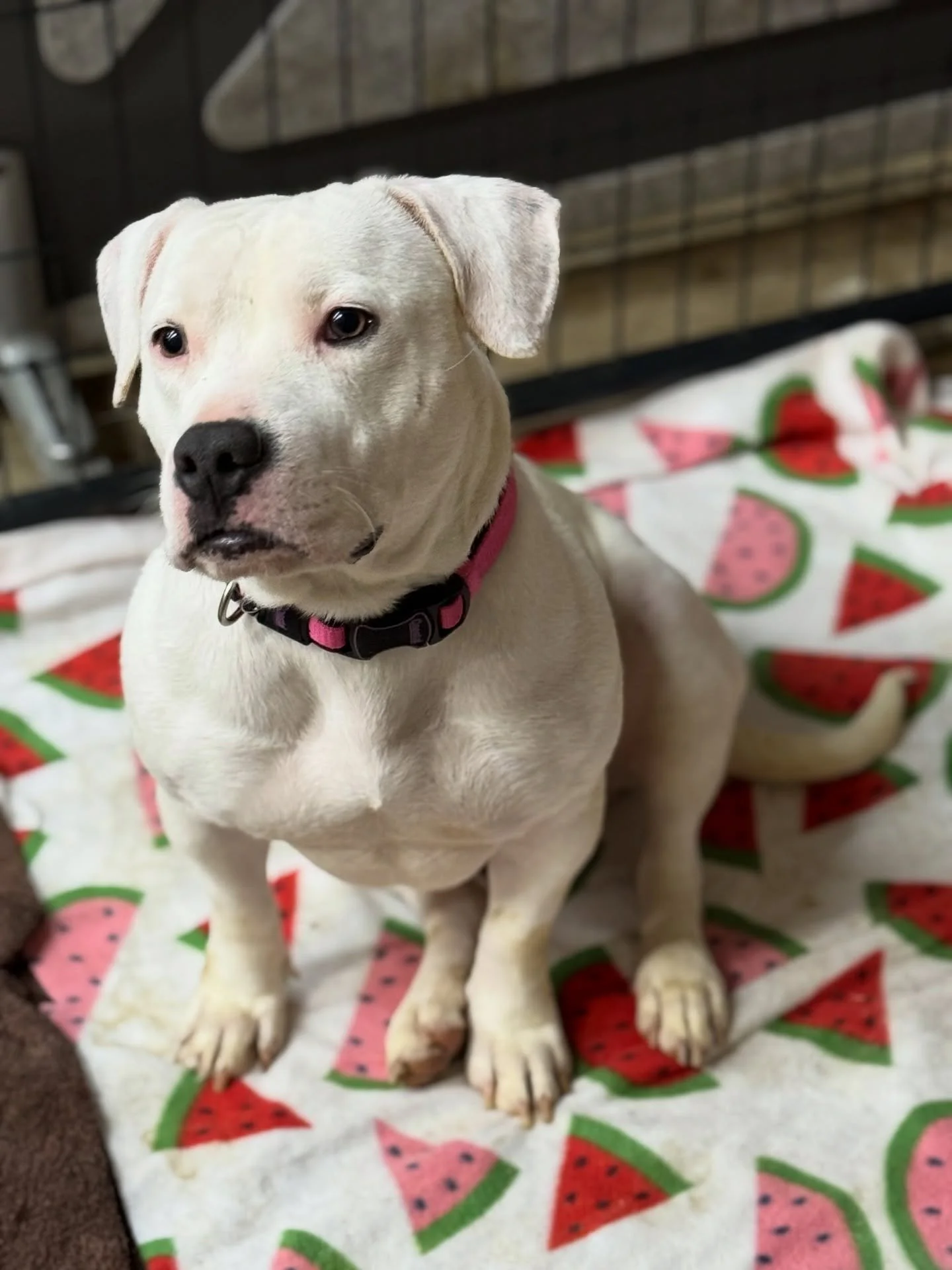 We need fosters TONIGHT &mdash; epoxy starts tomorrow.

Our flooring project begins first thing in the morning, and we must have at least 5 medium-sized dogs out of the building tonight so everything can move forward safely.

This is short-term &mdas