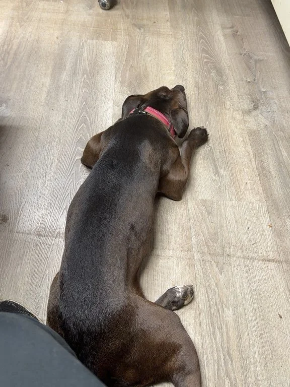Aspen is loving foster land with her renovation foster momma. She even got to go to work today! Thank you so much for fostering!