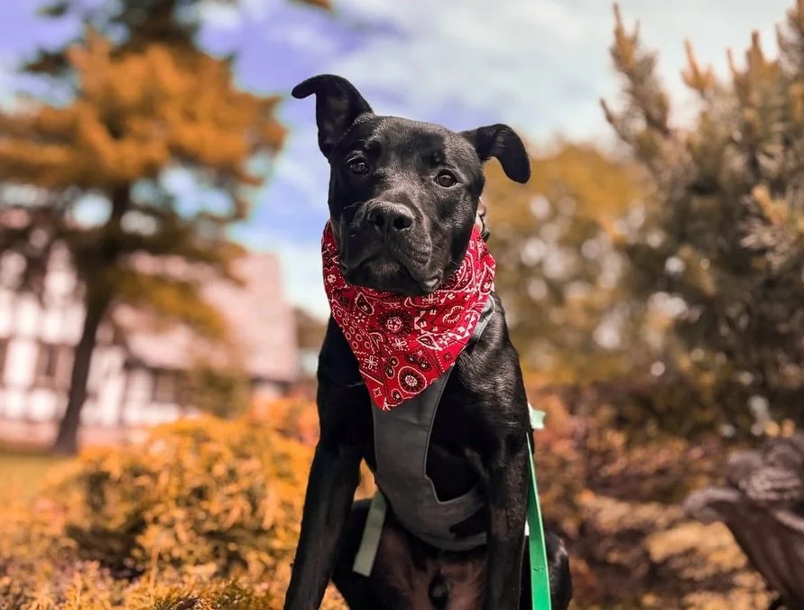 🐾 Meet Joey 🐾

At just 11 months old, Joey is already the kind of dog people dream about &mdash; smart, affectionate, social, and always ready for whatever adventure comes next.

Joey has the perfect mix of playful energy and sweet companionship. W