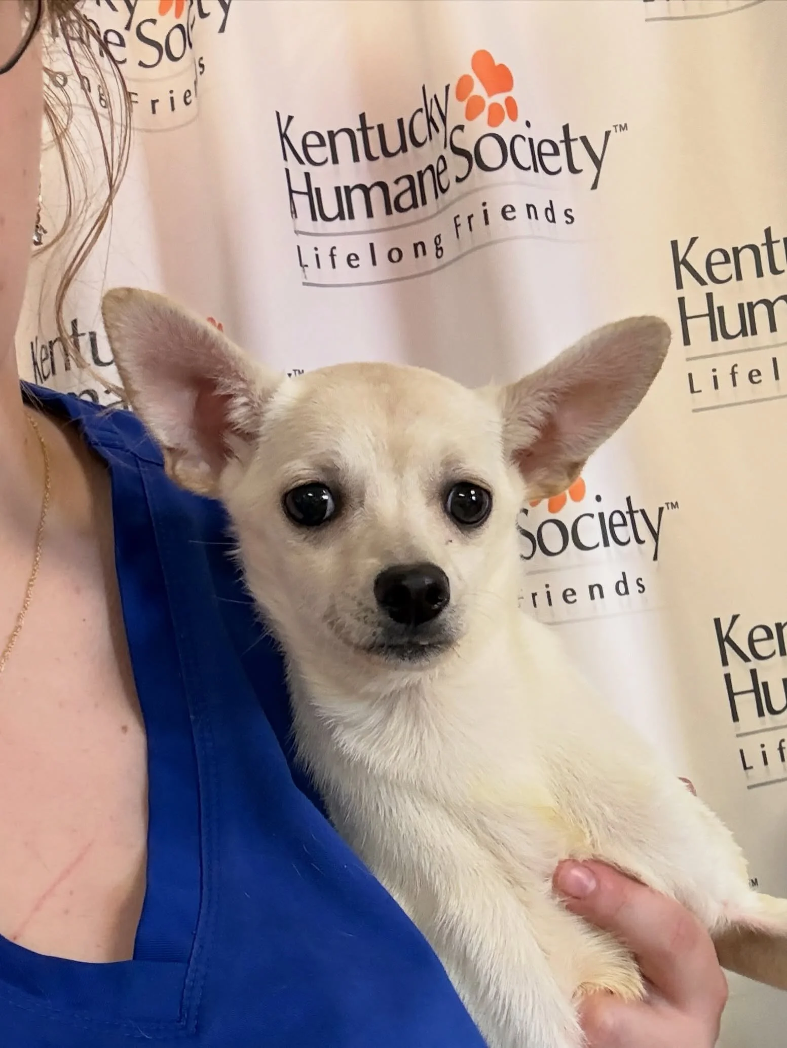 Looking for something fun (and adorable) to do today? Come see us at PetSmart in South Lebanon from 11 AM &ndash; 3 PM! 🐾

📍 PetSmart
476 Corwin Nixon Blvd
South Lebanon, OH 45065

We&rsquo;ll have:
🐶 Puppies
🐾 Small dogs
💕 Two absolutely lovely