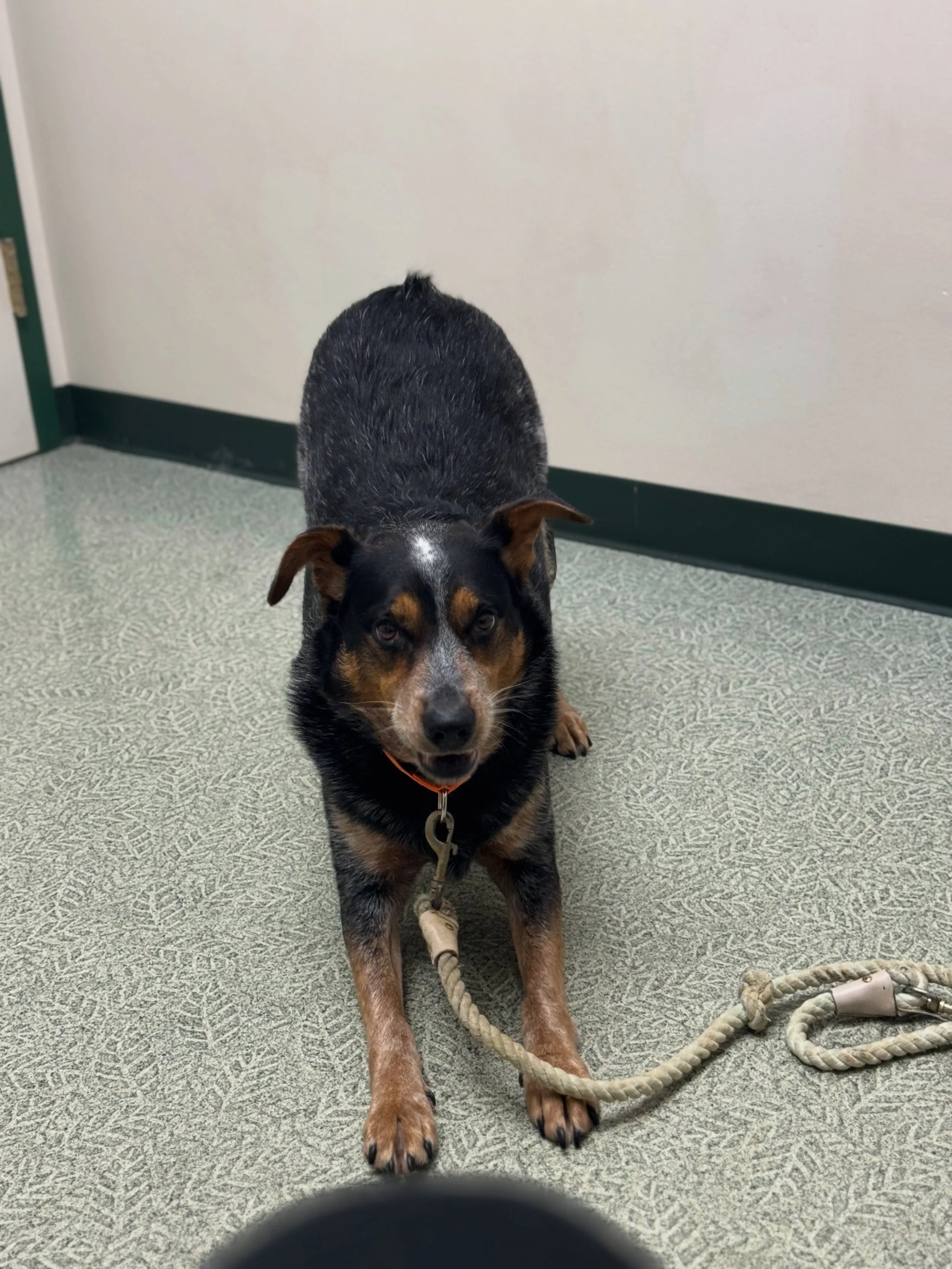 Missed the event today? No worries 🐾

We still have wonderful dogs hoping to meet you at our facility 💛 While we&rsquo;re currently renovating, visits are available by appointment only.

Whether you&rsquo;re looking for a playful puppy, a laid-back
