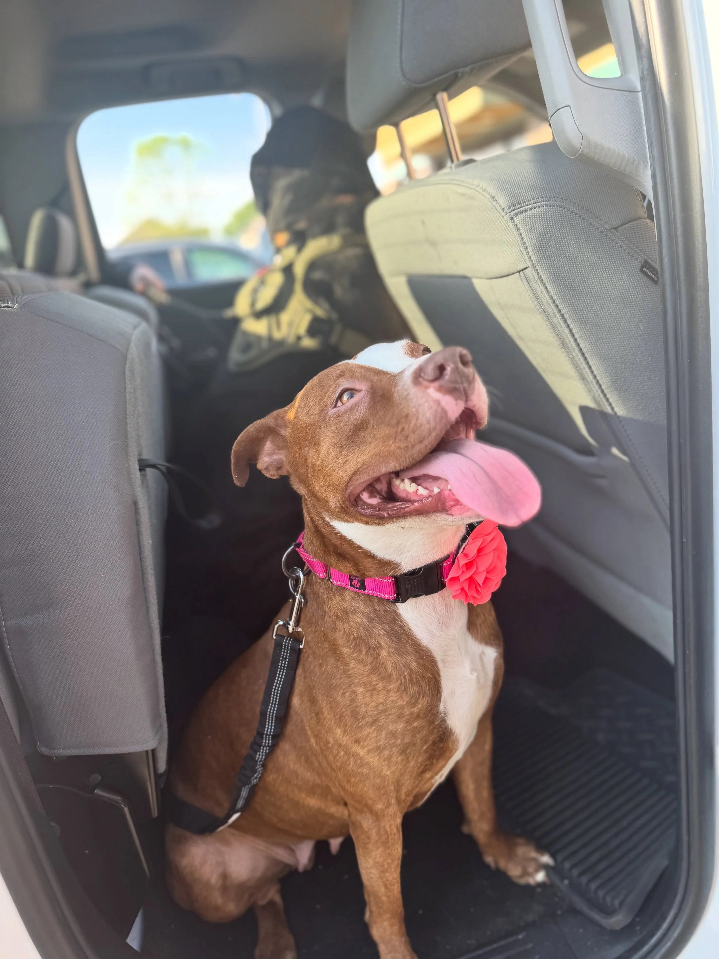 The prettiest of Garnet girls headed to a trial adoption yesterday evening with her new big brother! Did you know we allow trail adoptions for 3-5 days to make sure the pet you adopt is working for you? Check out available pets at www.petsofohiorescu