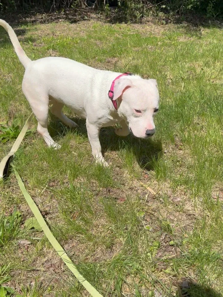 It was bath time for Elsa! And then she promptly dirtied her shining white coat as she kicked up her heels for some zoomies! Elsa is a pocket pittie available for adoption or fostering at www.petsofohiorescueteam.org