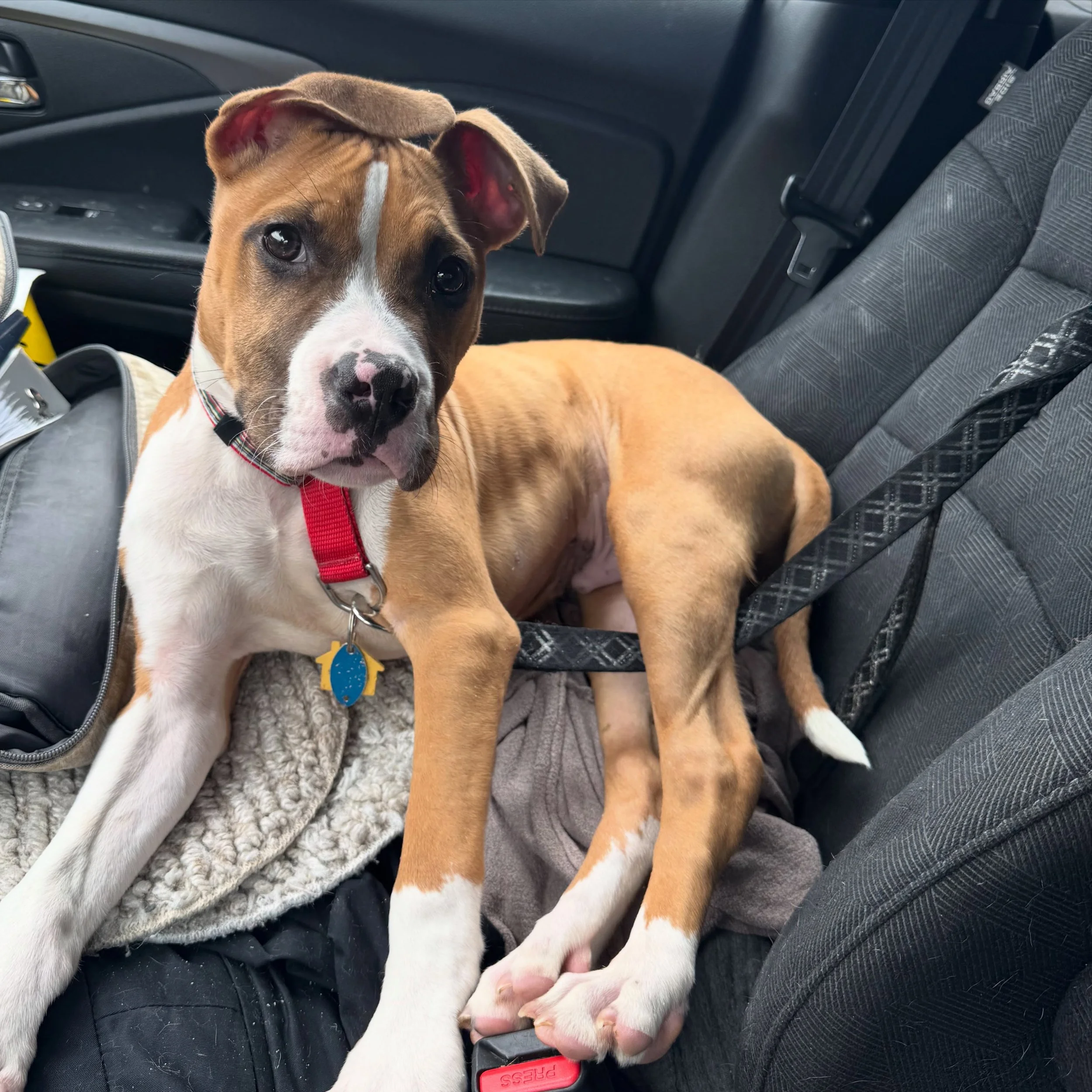 Say hi to Dexter! The 4 month old Boxer mix puppy is just waiting to meet you. To schedule a meet and greet with Dexter, please fill out this form: https://new.shelterluv.com/matchme/adopt/PORT/Dog