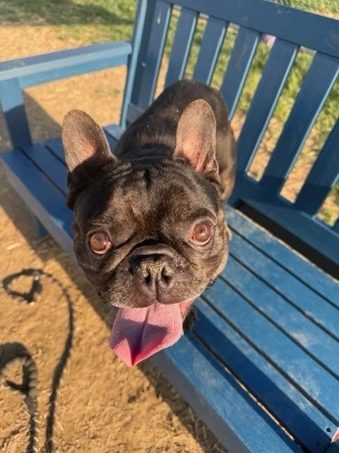 Looking for a weekend outing and maybe your new best friend? 🐾

Come see us TODAY from 11am&ndash;3pm at PetSmart Dayton Mall!📍2028 Miamisburg Centerville Rd, Dayton, OH 45459

We&rsquo;ll have several adorable adoptable pups with us &mdash; includ