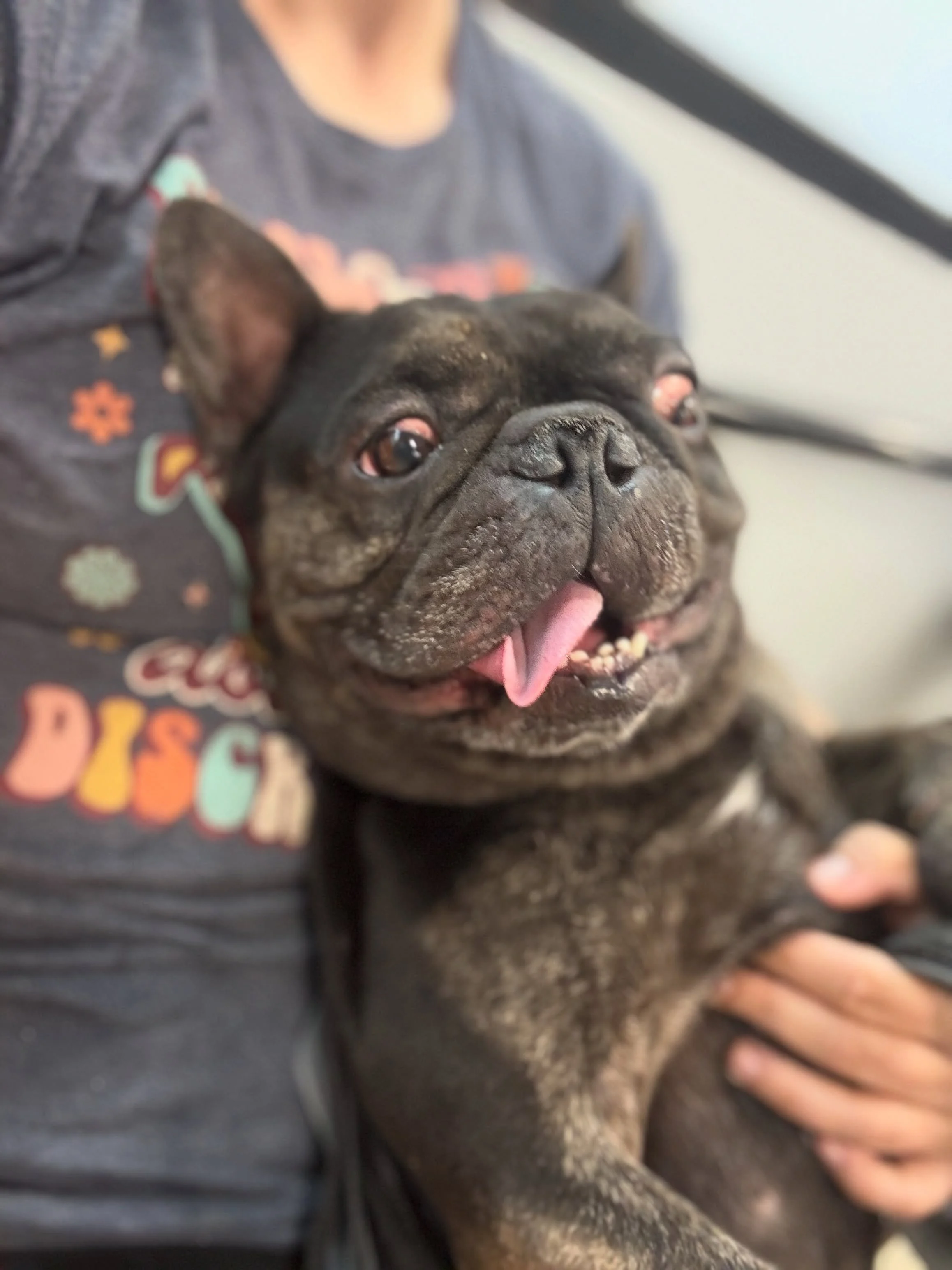 How is Baguette still here? 2 year old male Frenchie. Available for adoption at Petsmart Dayton Mall. We&rsquo;re here until 3pm today but don&rsquo;t wait! He&rsquo;ll be snatched up quick.