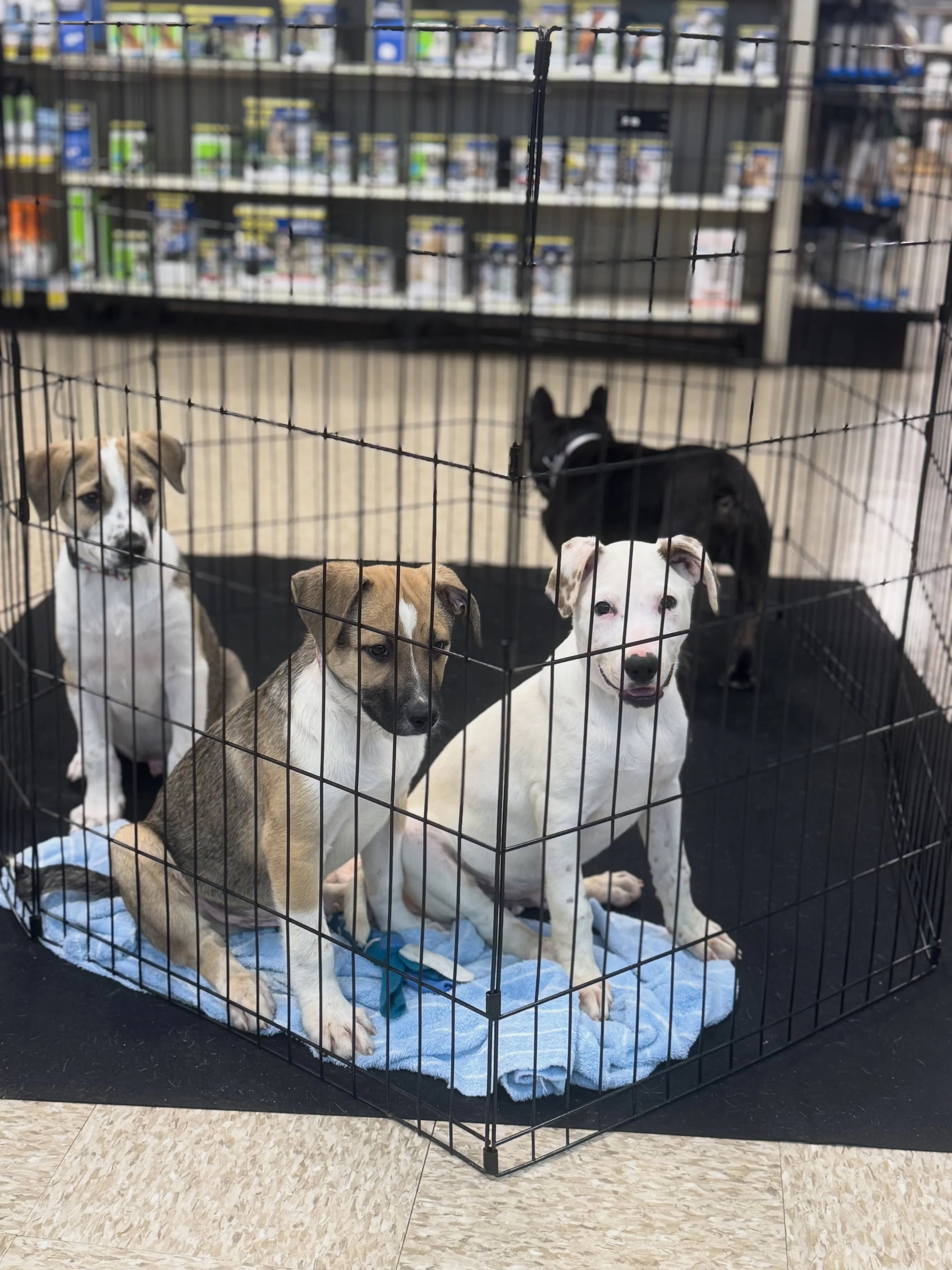We&rsquo;re here and ready for you! 🐾

Looking for a Saturday outing and maybe your new best friend? Come see us TODAY until 3pm at PetSmart Dayton Mall!

📍 2028 Miamisburg Centerville Rd, Dayton, OH 45459

We have several adorable adoptable pups h