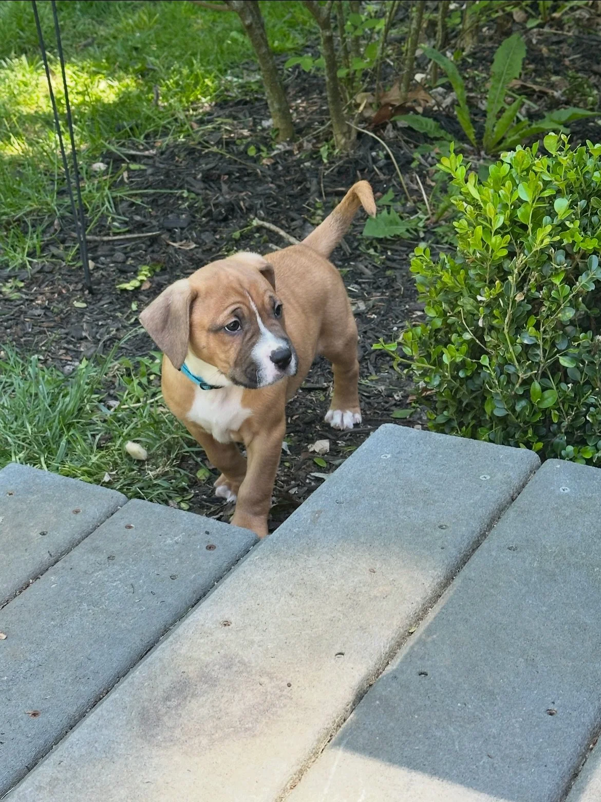Looking for your new best friend this weekend? 🐾

Come see us TODAY from 11am&ndash;2pm at Hollywood Feed!

We&rsquo;ll have several adorable adoptable dogs ready to meet you &mdash; from playful puppies to sweet adult dogs just waiting for their ch