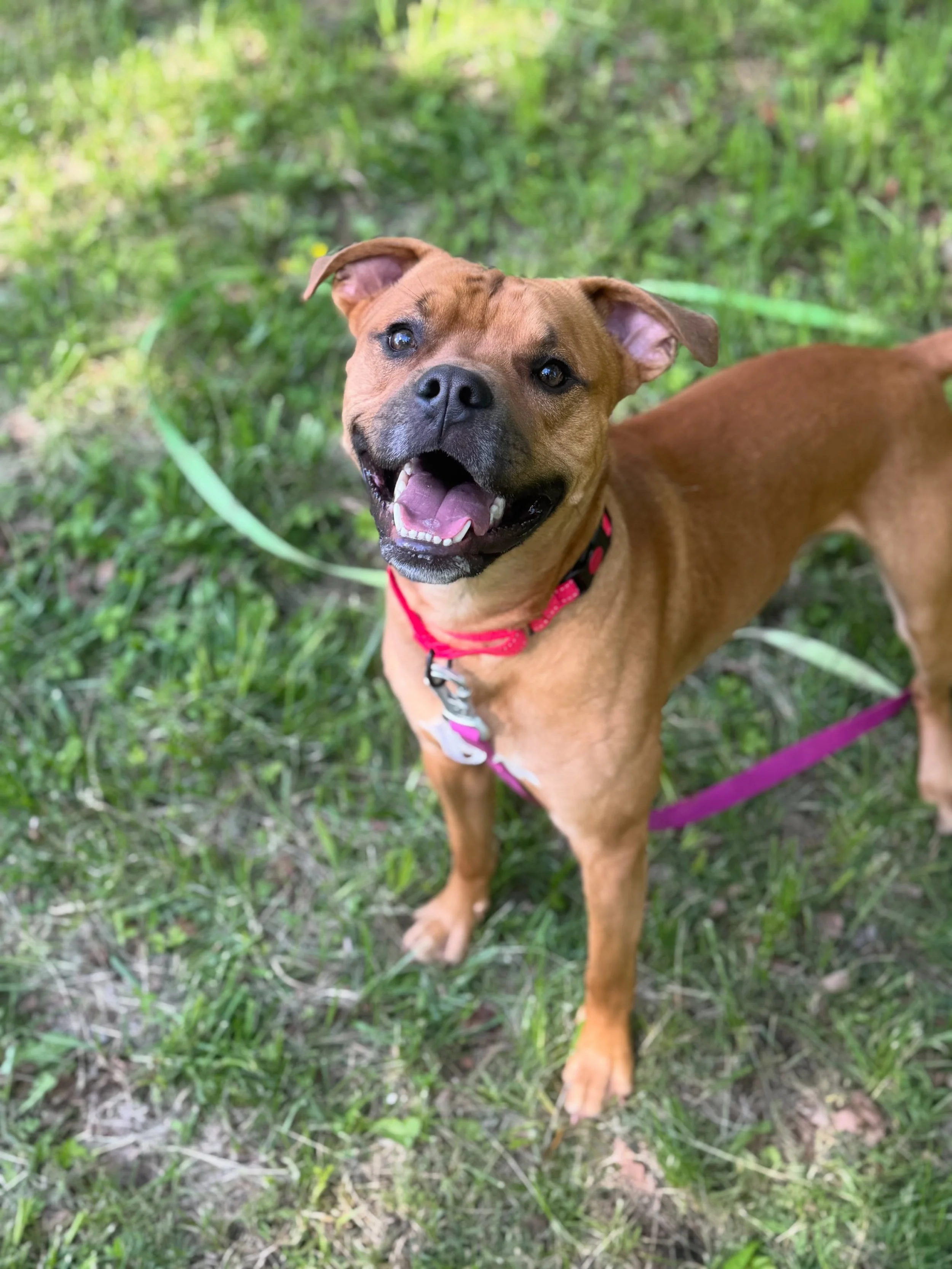 Rocky is looking for a foster or adopter! This 1.5 year old boxer mix is the perfect companion. He has done well with dogs and kids. He is Housetrained and Cratetrained. He takes a second to warm up during our meet and greets but treats are the way t