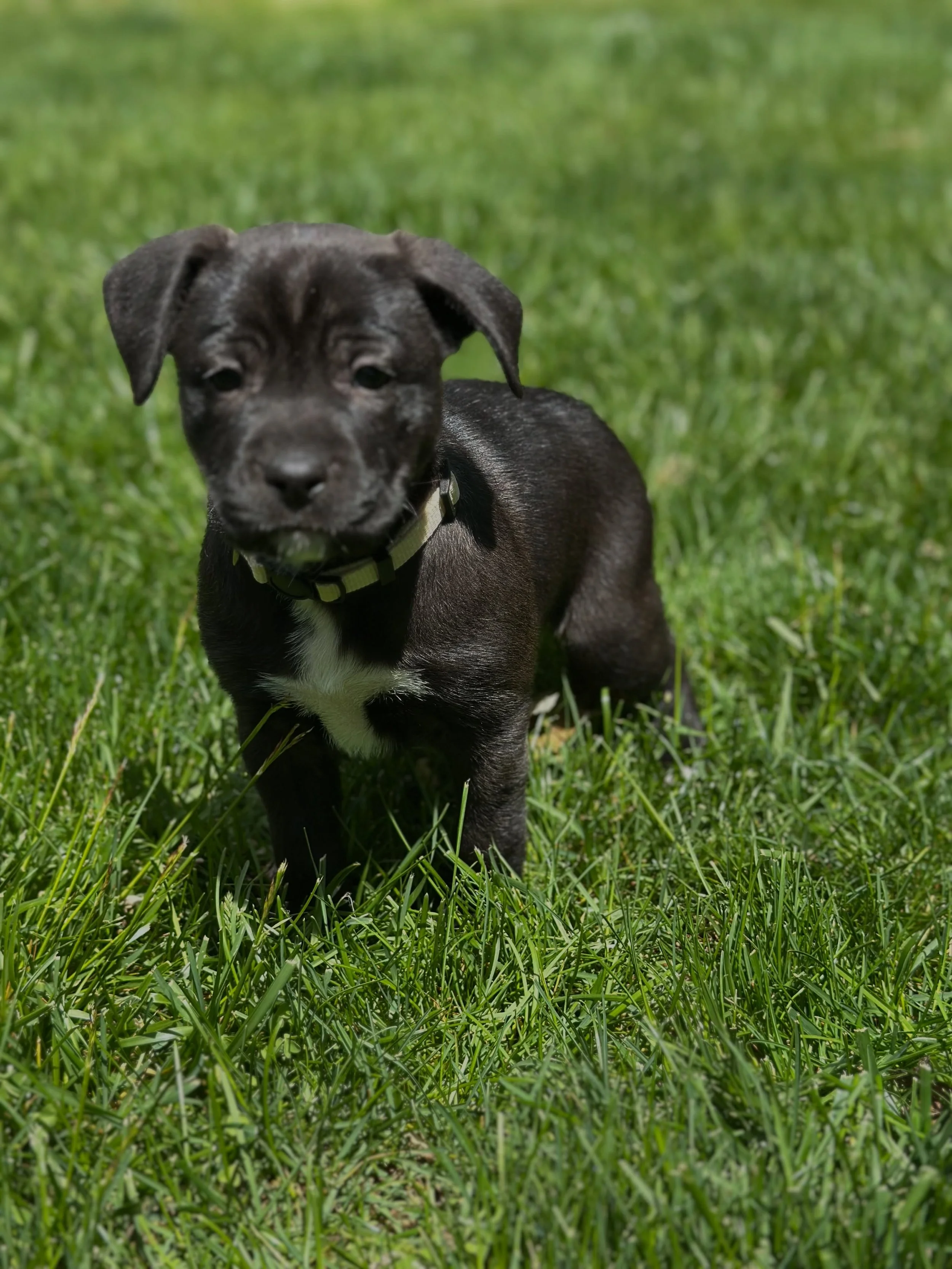This litter of 5 is too cute to miss! These little mixed breeds are ready to be adopted! Darla, Penny, Mabel, Birdie and Mrs T would love to meet you. Submit this form to schedule a meet and greet: https://new.shelterluv.com/matchme/adopt/PORT/Dog
