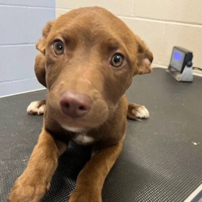 🚨 SOS &mdash; WE NEED HELP TODAY 🚨

Due to some unexpected returns, we are officially OVER CAPACITY. Right now, that means one of our dogs is literally sitting in a car waiting for somewhere safe to go while we search for a foster home.

Can you he